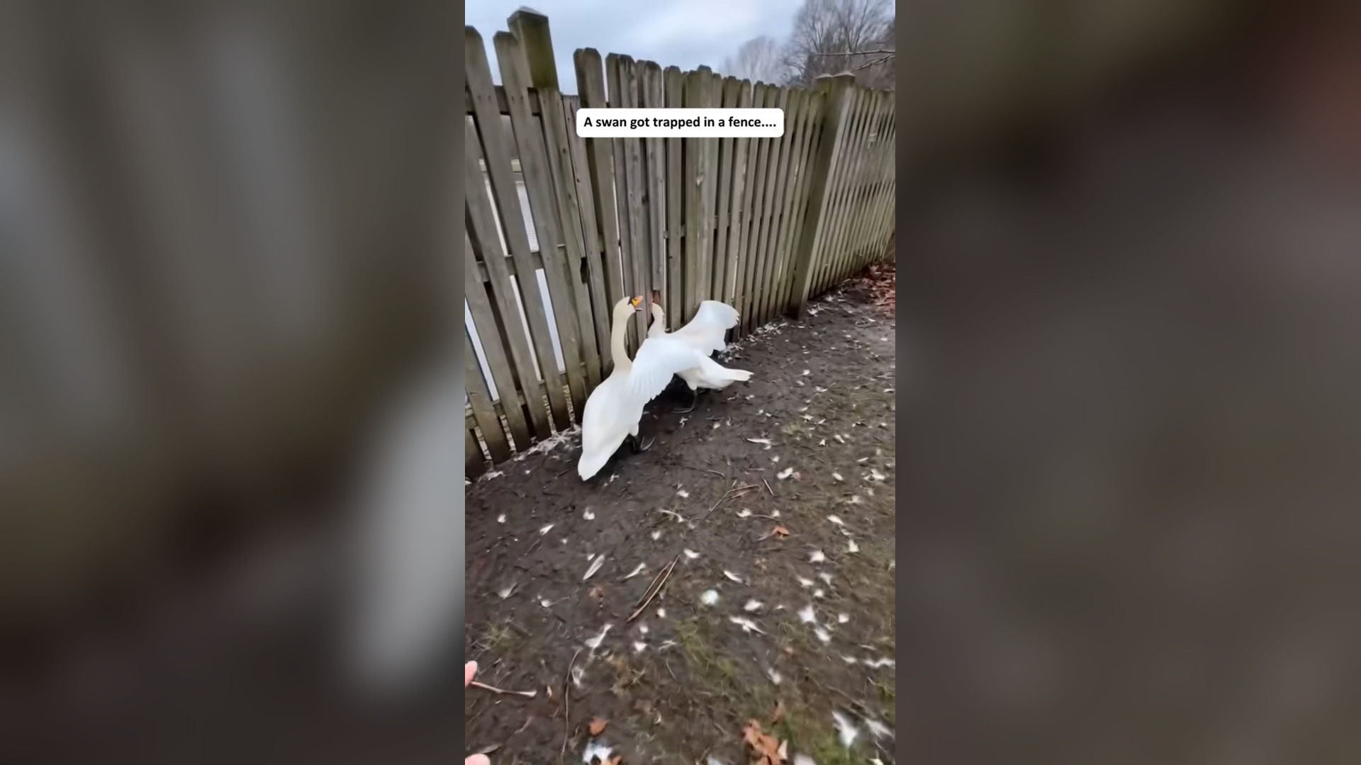 N1905002_A Swan Was Desperately Struggling After Getting Trapped in a Fence #Rescue #Viral