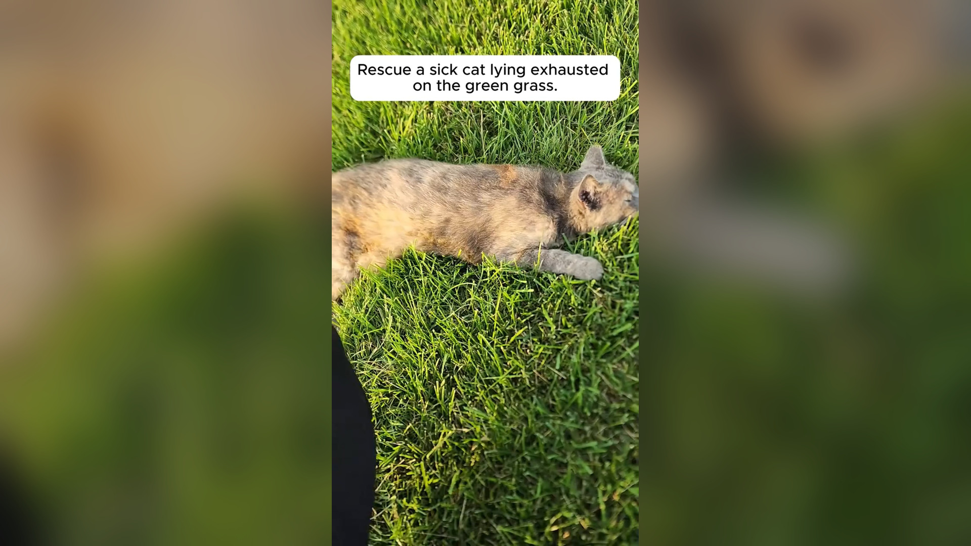 N2105007_A Sick Cat Was Found Lying Exhausted on Wet Grass #RescueCat #Viral