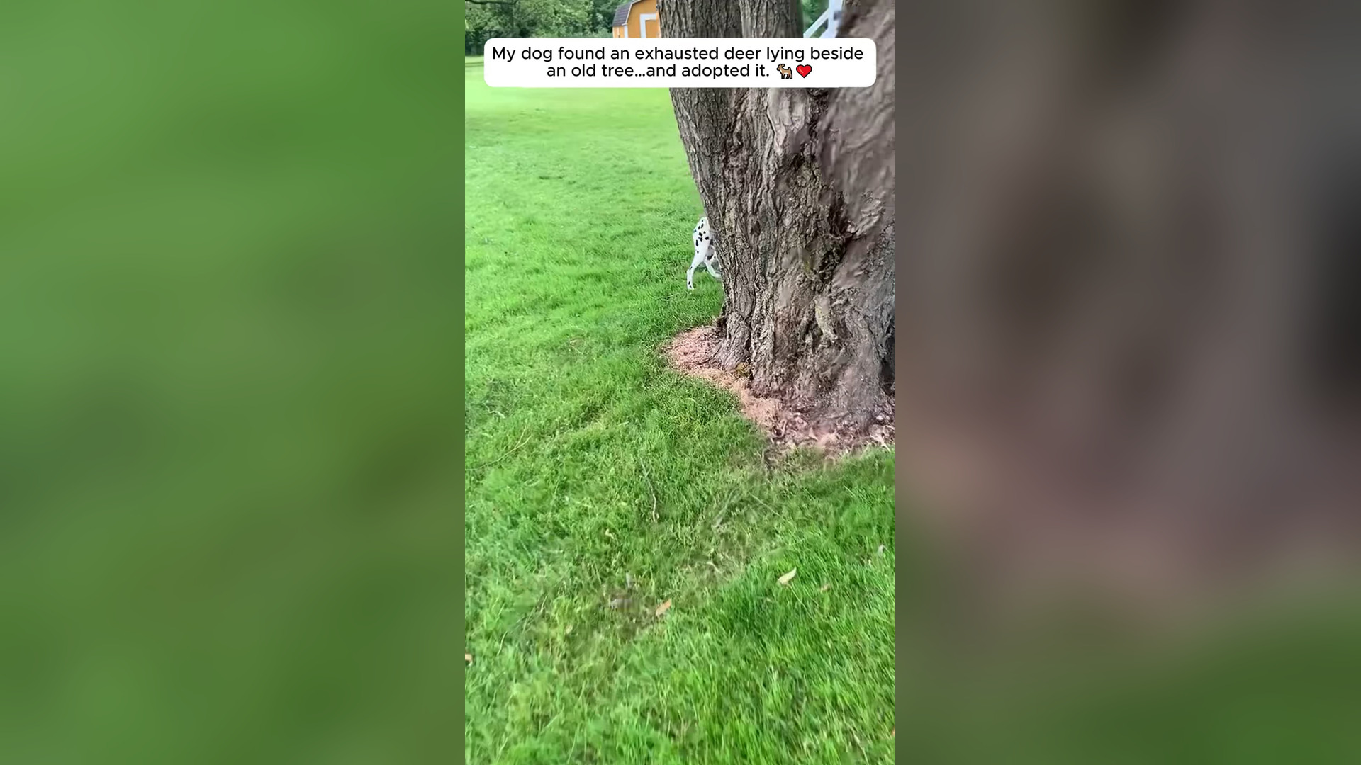 N2105002_My Dog Found an Exhausted Deer Lying Weak Beside an Old Tree #Rescue #Viral