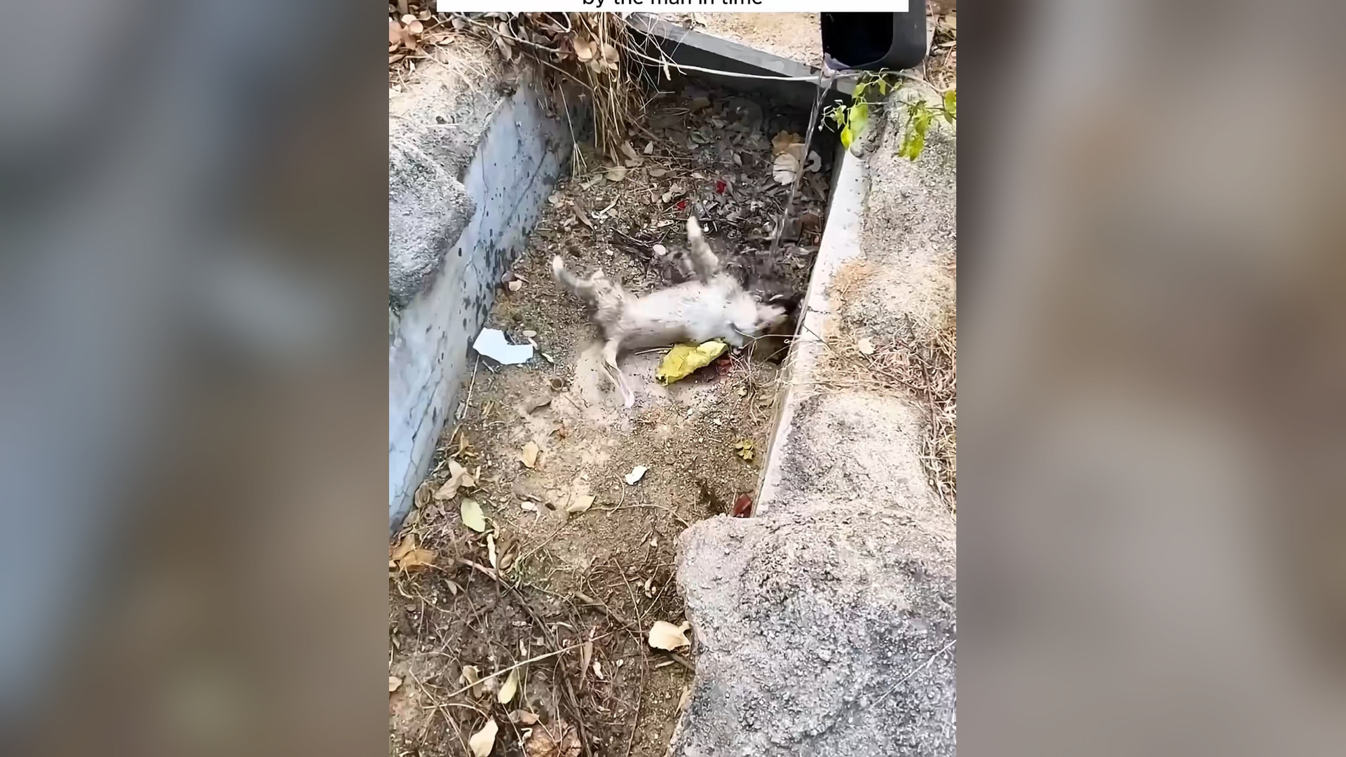 N2105003_A Poor Puppy Was Rescued Just Before It Was Too Late #RescueDog #Viral
