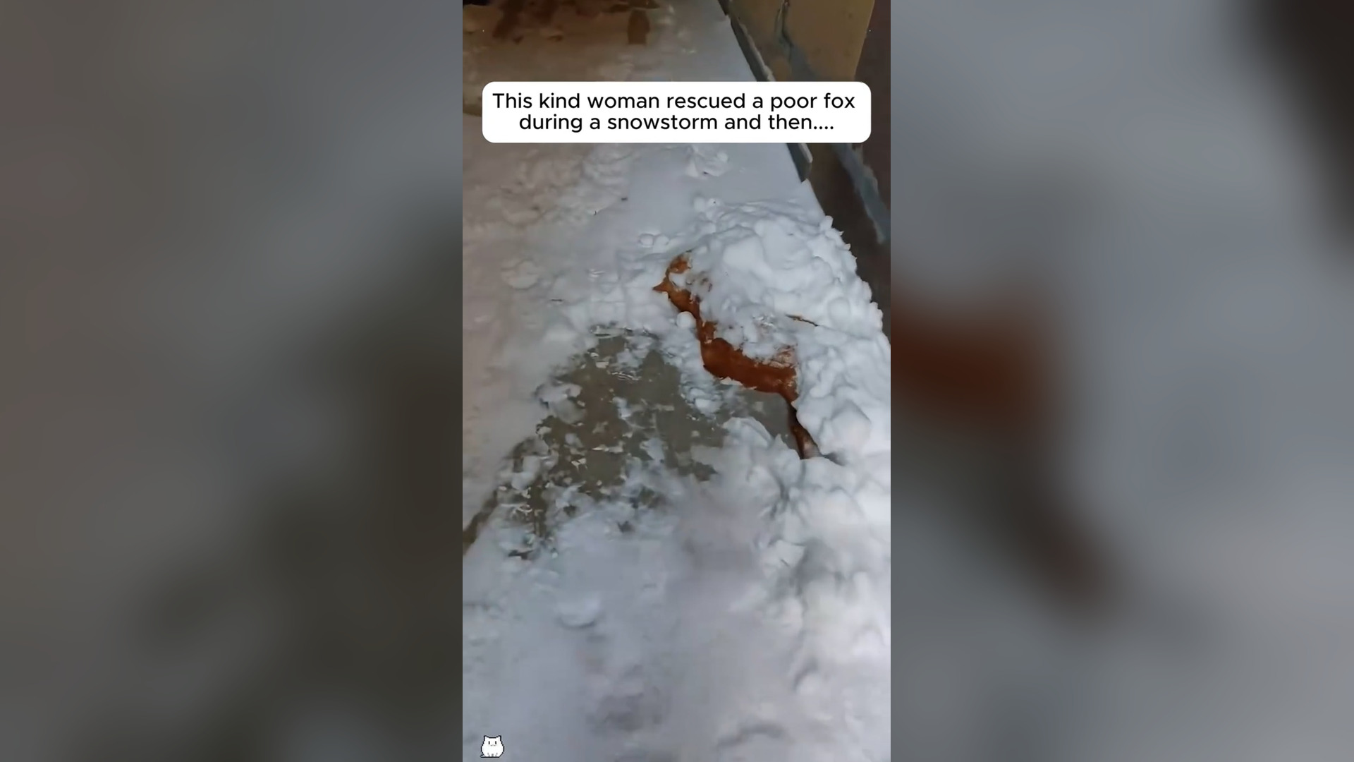 N2105006_A Kind Woman Saved a Freezing Fox During a Violent Snowstorm #Wildlife #Viral