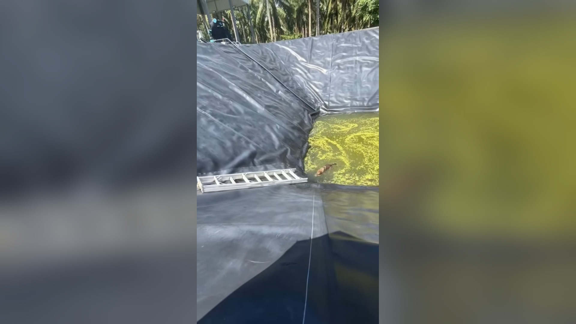 N2205001_Dog Fell Into Water And Could Not Get Out Alone #dogrescue #animalrescue