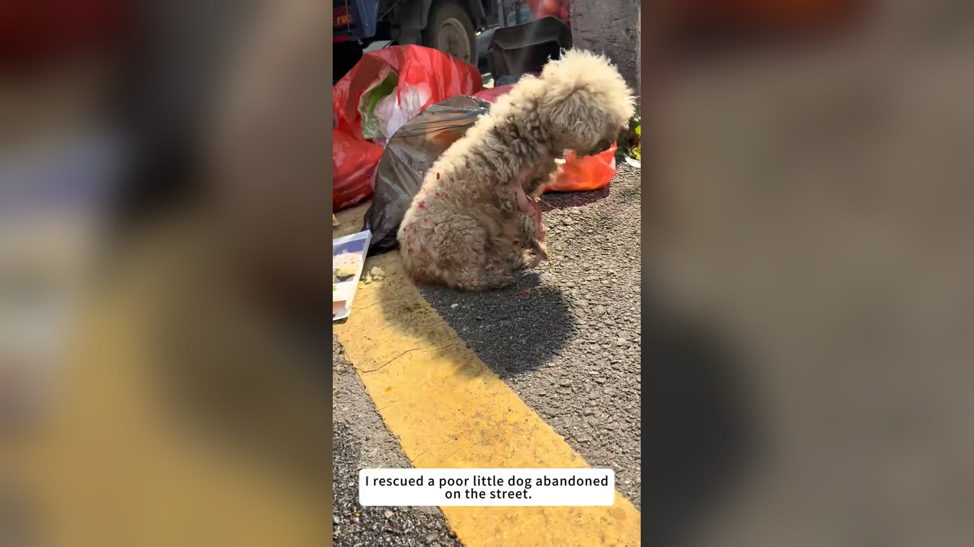N2205041_Abandoned Dog Was Found Alone On The Street #dogrescue #animalrescue