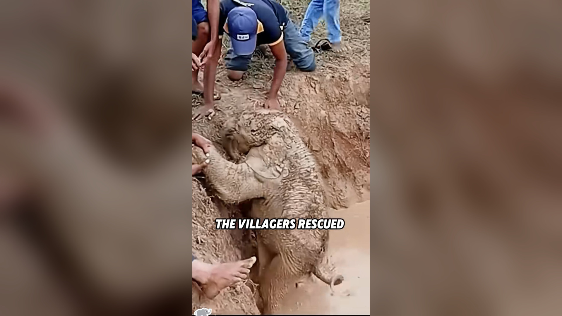 N2205045_Whole Village Worked Together To Save Baby Elephant #wildliferescue #animalrescue