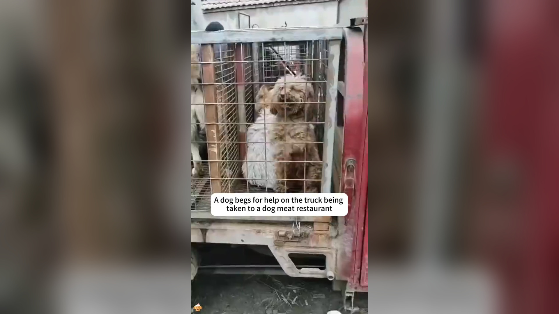 N2205046_Dog Begged For Help While Being Taken Away #dogrescue #helpanimals