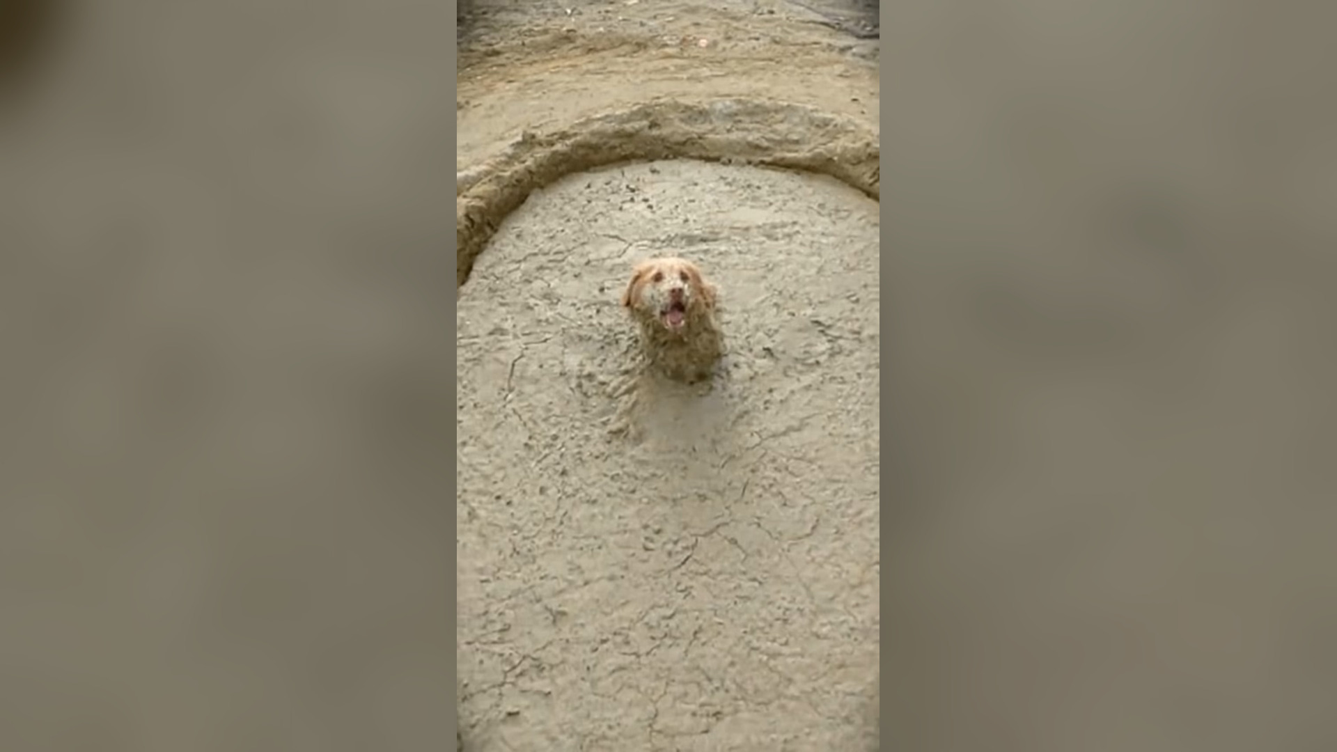 N2205049_Incredible Rescue That Shocked Everyone Watching #animalrescue #saveanimals