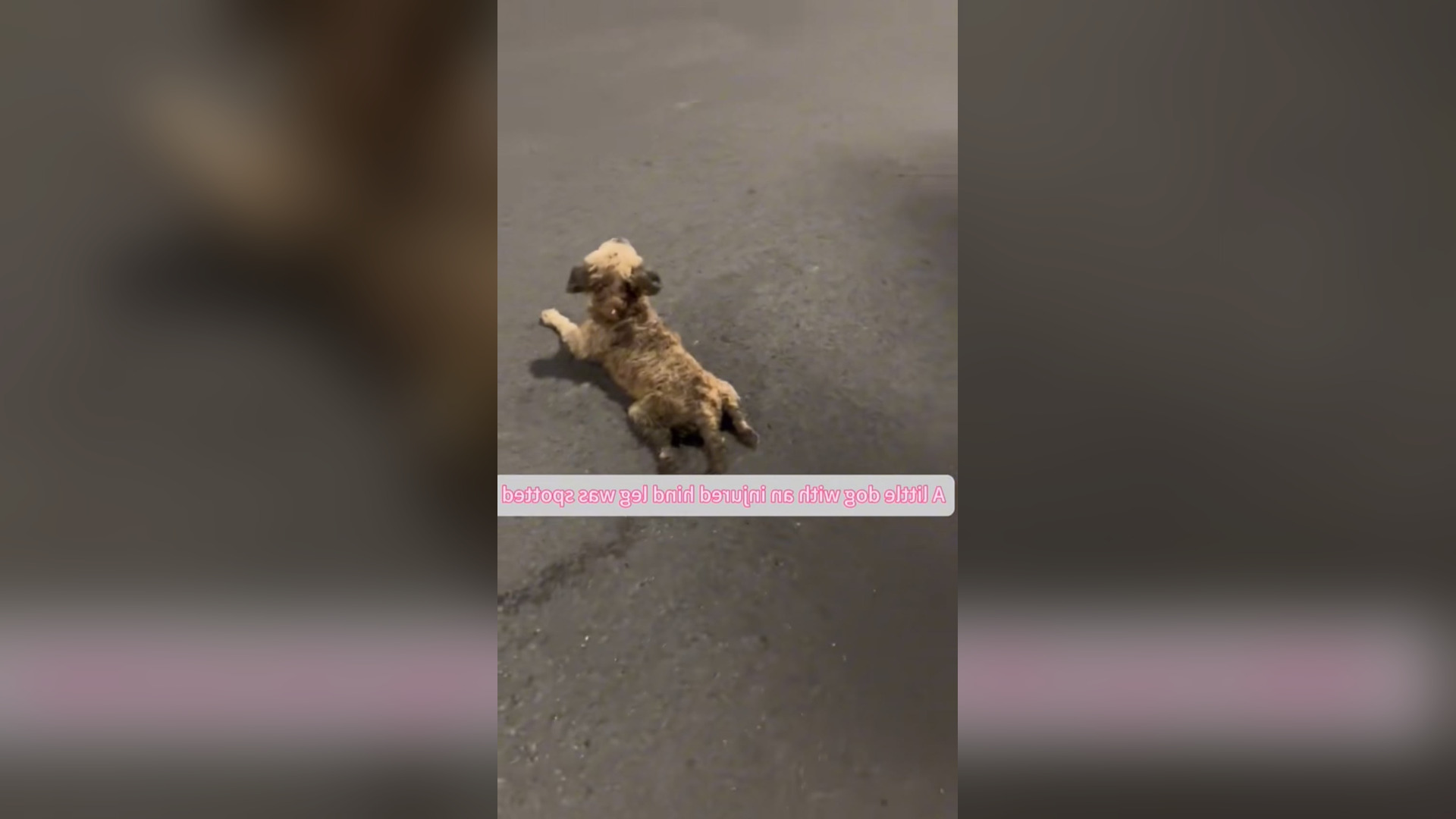 N0404003_Poor Dog Left Alone On The Streets Could Barely Move Until Someone Stopped To Save Him #rescuedog #saveanimals