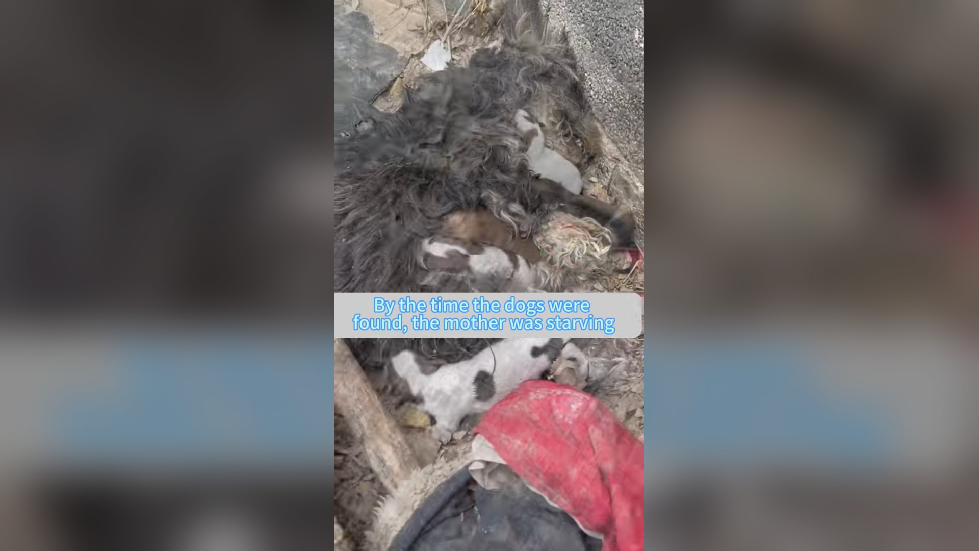 N3105009_Nobody Helped Him Until Someone Finally Stopped #dogrescue #saveanimals