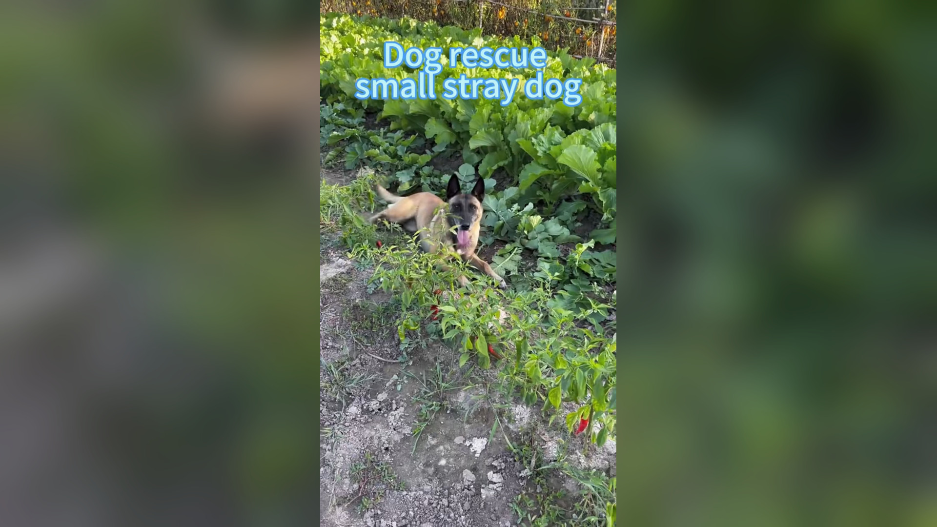N3105010_Stray Dog Was Waiting For Help On Empty Street #dogrescue #animalrescue