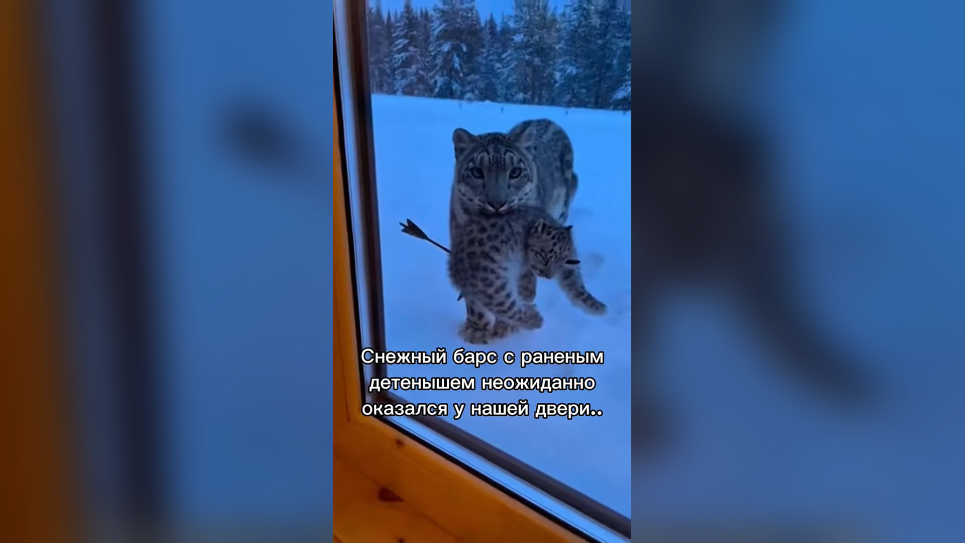 N3105014_Snow Leopard Mother Carried Her Injured Cub To Humans Hoping Someone Would Save Its Life #animalrescue #wildlife
