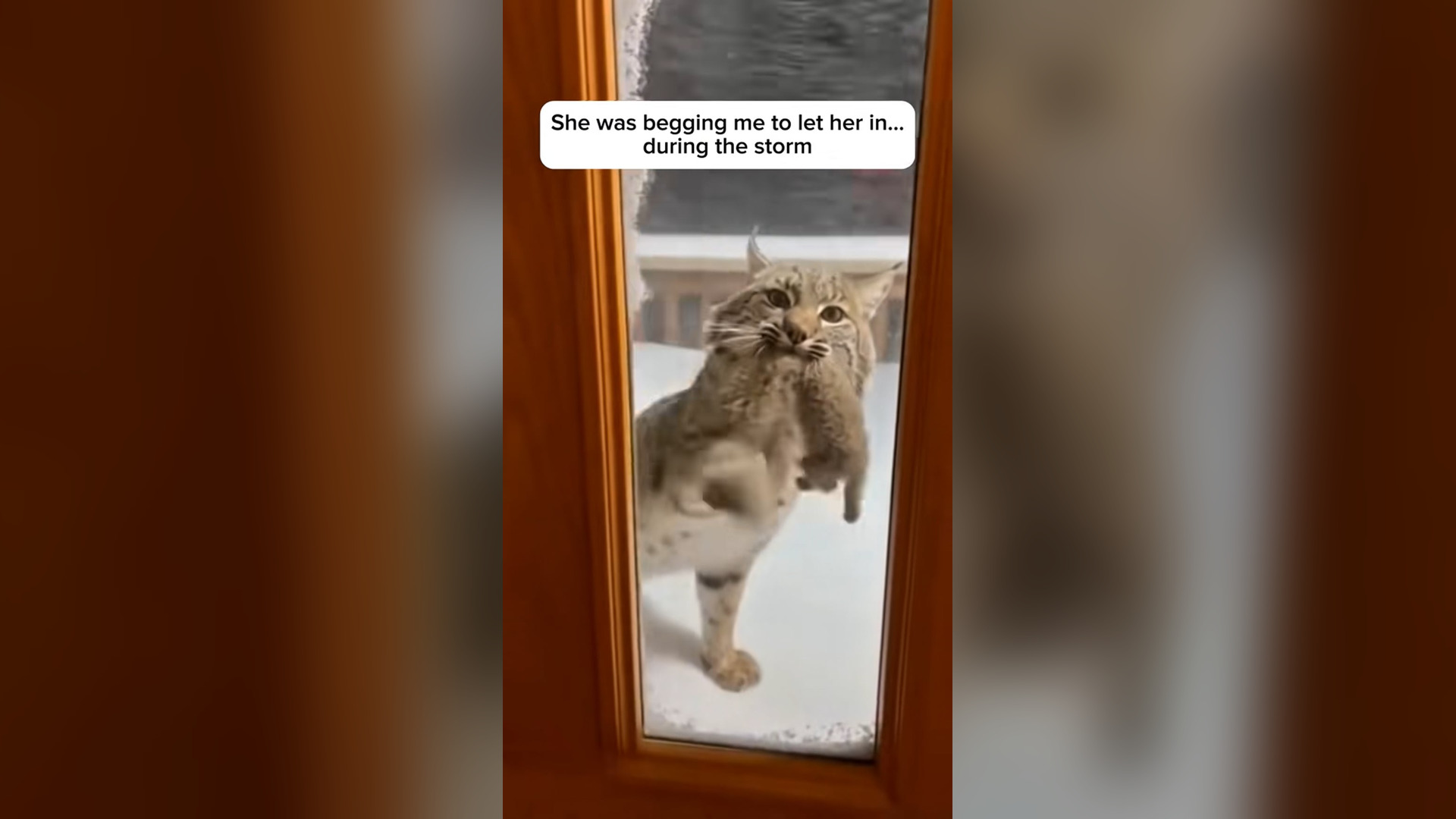 N3105015_Wild Bobcat Came To Door During Freezing Snowstorm #wildliferescue #animalrescue