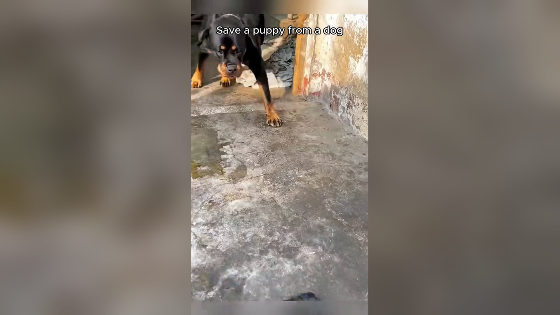 N3105016_Kind Family Rushed To Save A Dying Puppy And Gave Him A Precious Second Chance To Live #rescuedog #animalrescue