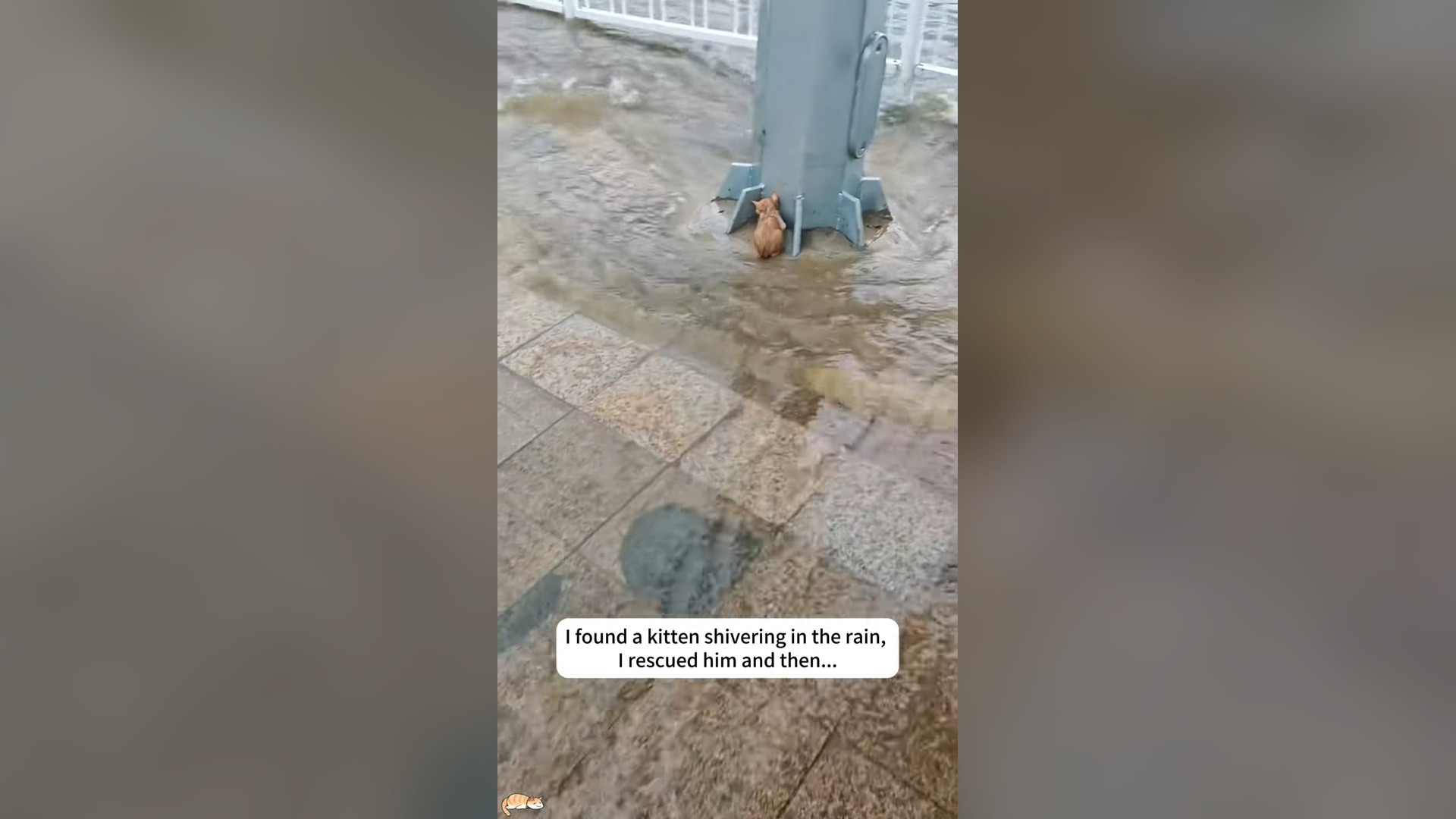 N0306001_A Kitten Was Found Shivering Alone in the Cold Rain #RescueCat #Viral