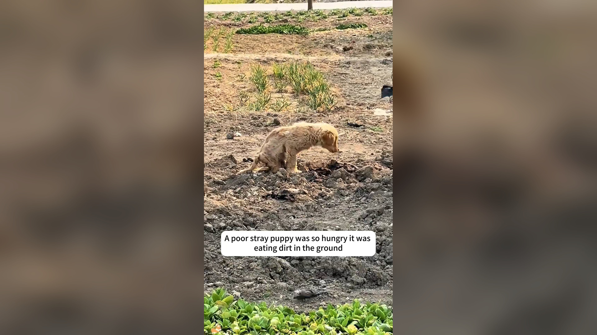 N0306007_A Starving Dog Was So Hungry It Started Eating Dirt #RescueDog #Viral