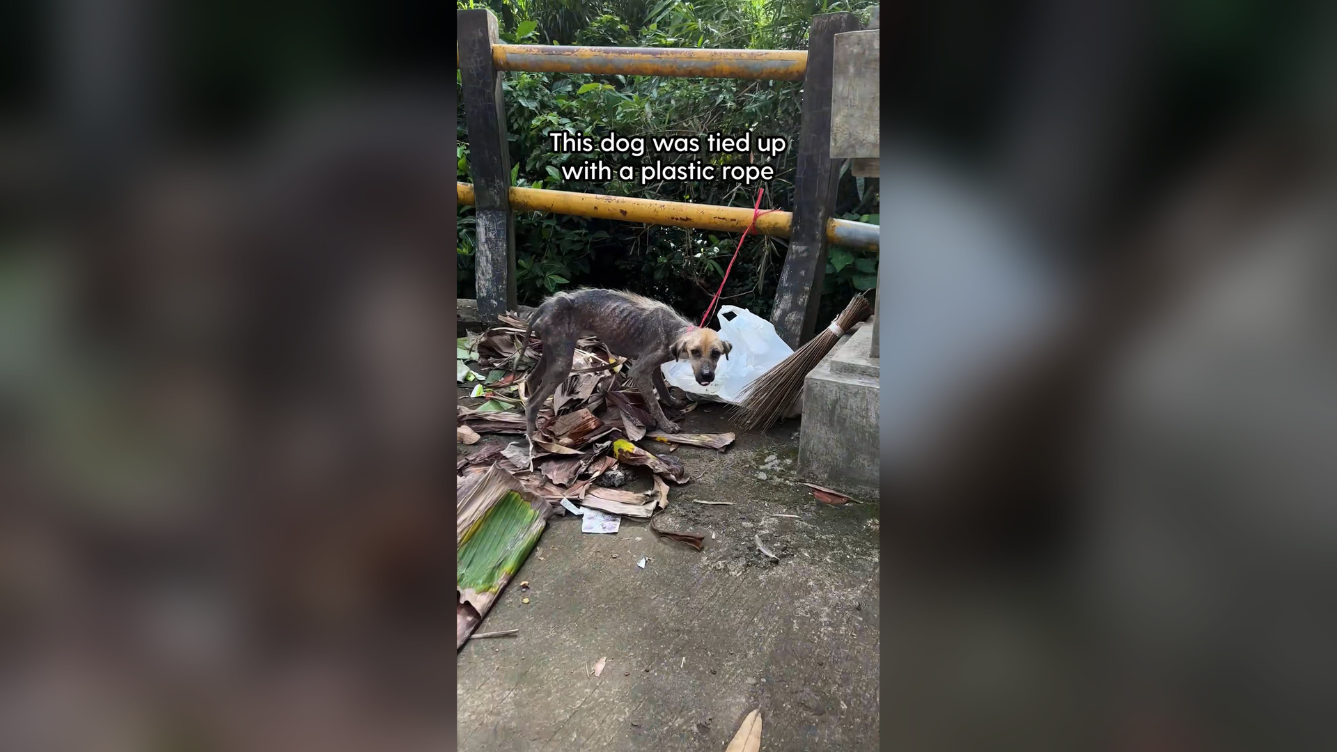 N0506001_A Dog Rescue Team Saved Lisa After She Was Cruelly Tied With Plastic Rope #RescueDog #Viral