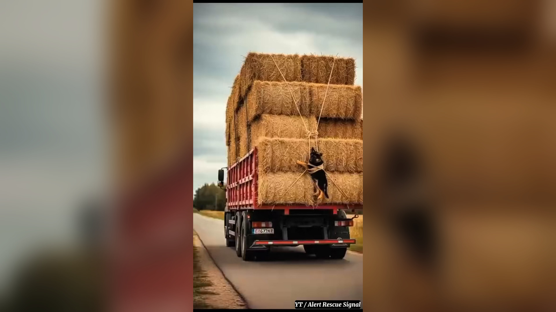 N0506005_A German Shepherd Blocked a Truck to Save Its Trapped Puppy #RescueDog #Viral
