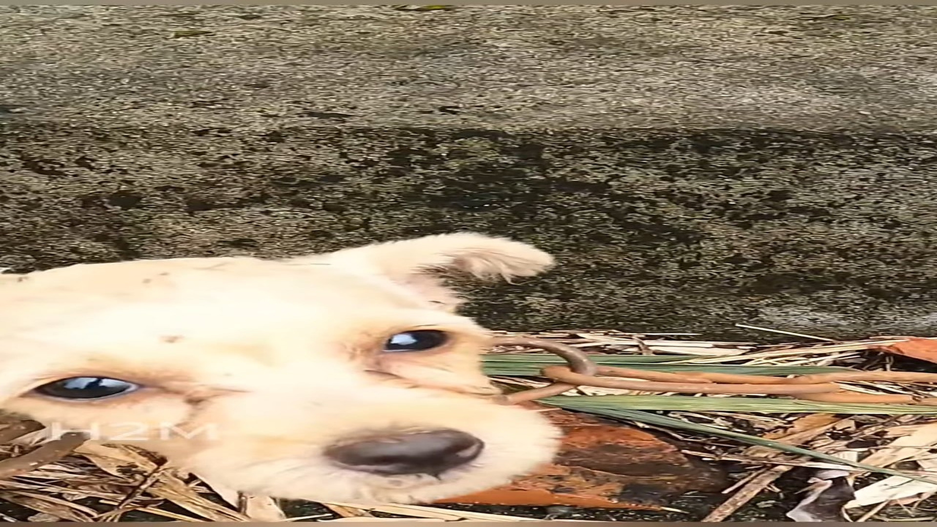 Full Video : N1906009_Strange Cries From an Abandoned House Led to a Heartbreaking Discovery #RescueDog #Viral