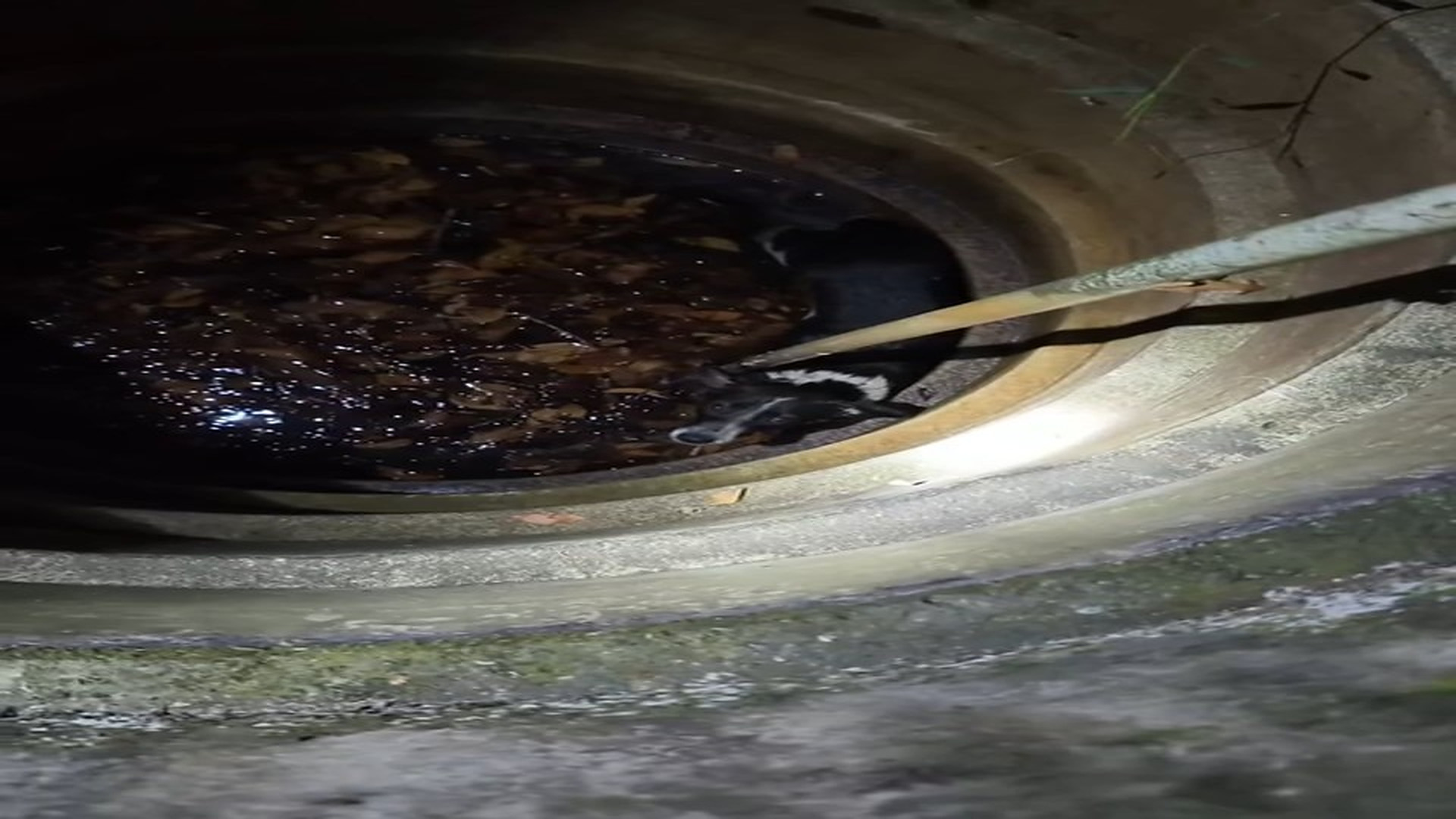Full Video : N2406034_A Helpless Animal Was Trapped And Running Out Of Time #RescueAnimals #Viral
