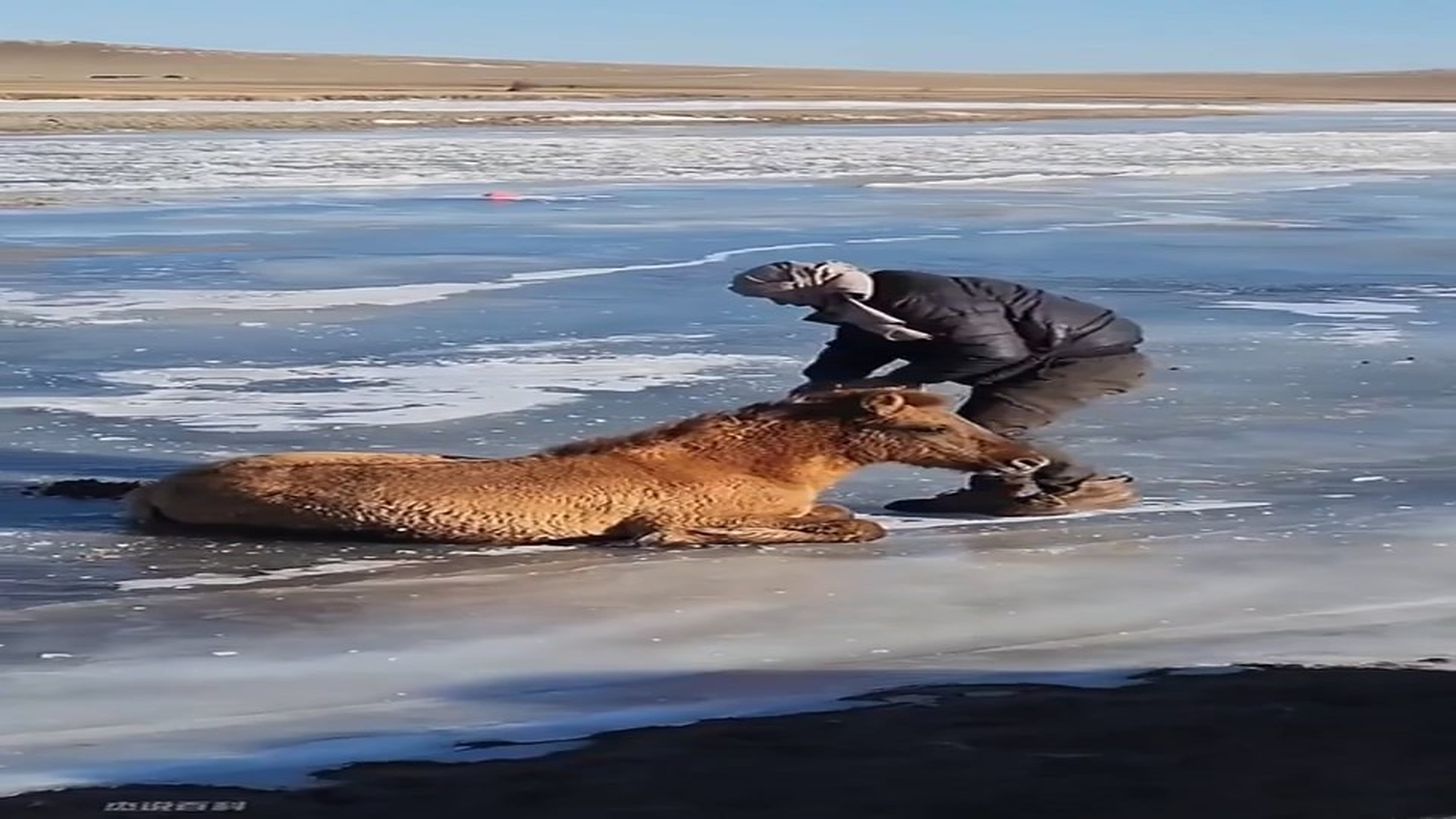 Full Video : N2406035_A Young Wild Horse Became Trapped On Ice In Freezing Conditions #Wildlife #Viral
