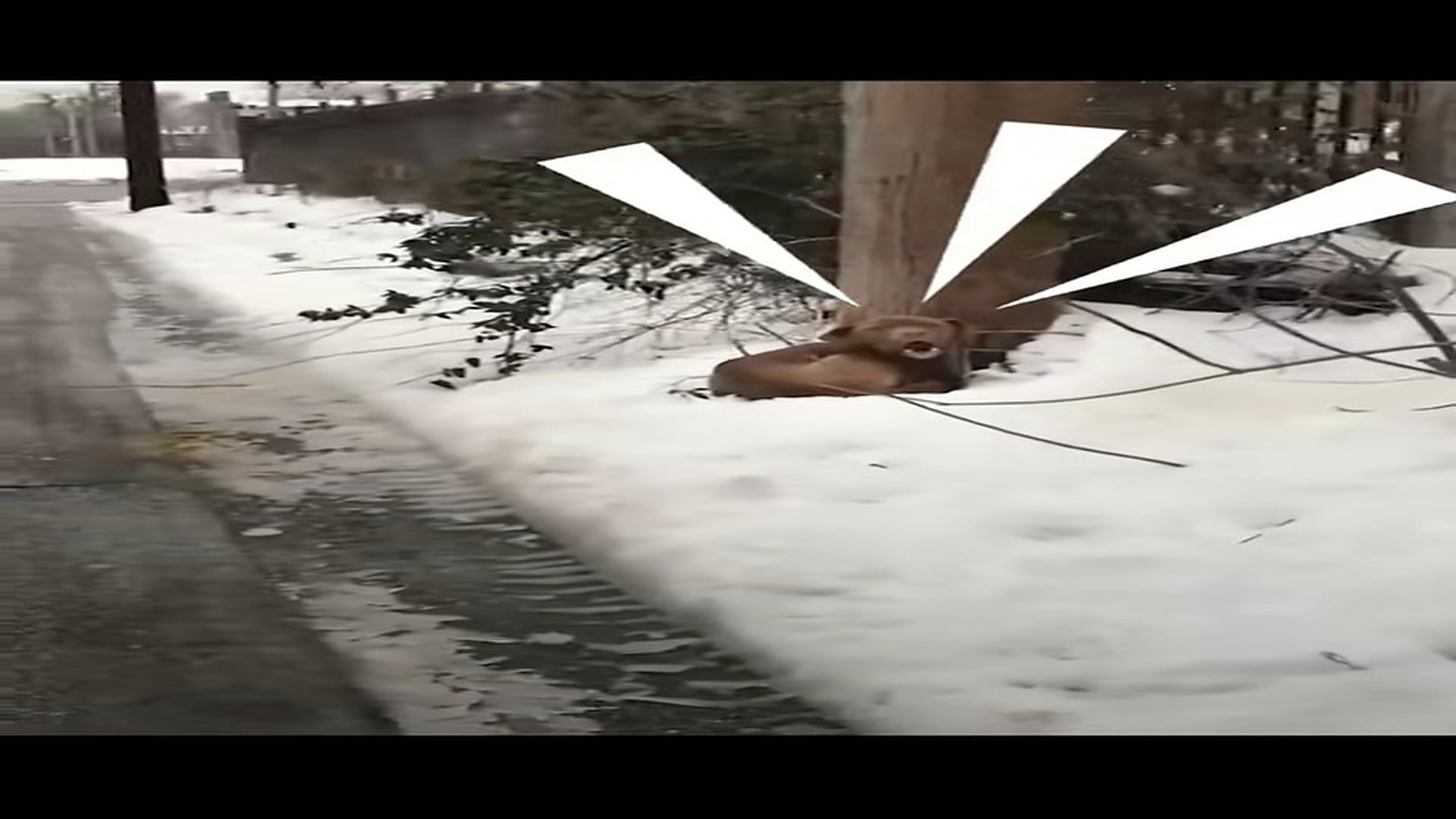 Full Video : N2506022_An Abandoned Dog Chained To A Pole Waited Days For Rescue #RescueDog #Viral