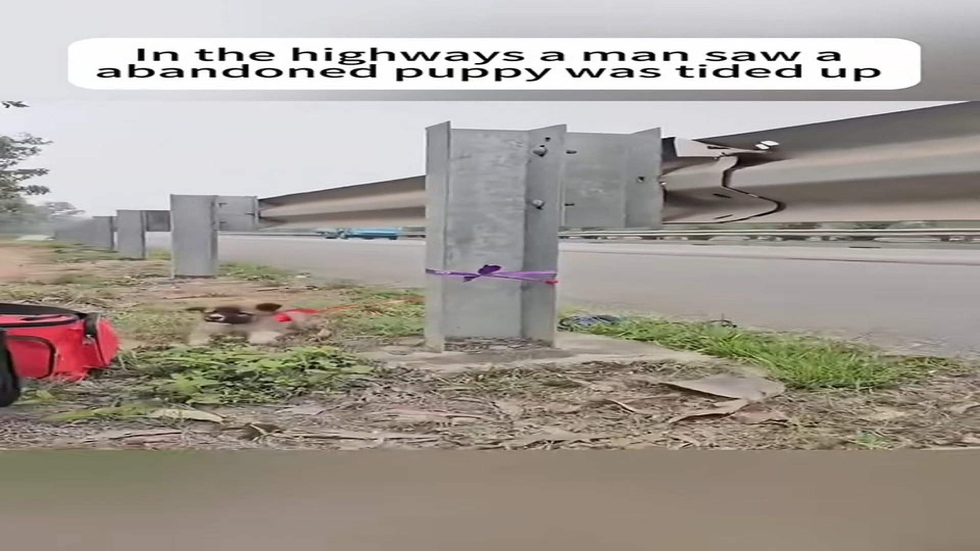 Full Video : N2506024_A Puppy Was Tied Up On A Highway And Couldn’t Escape #RescueDog #Viral