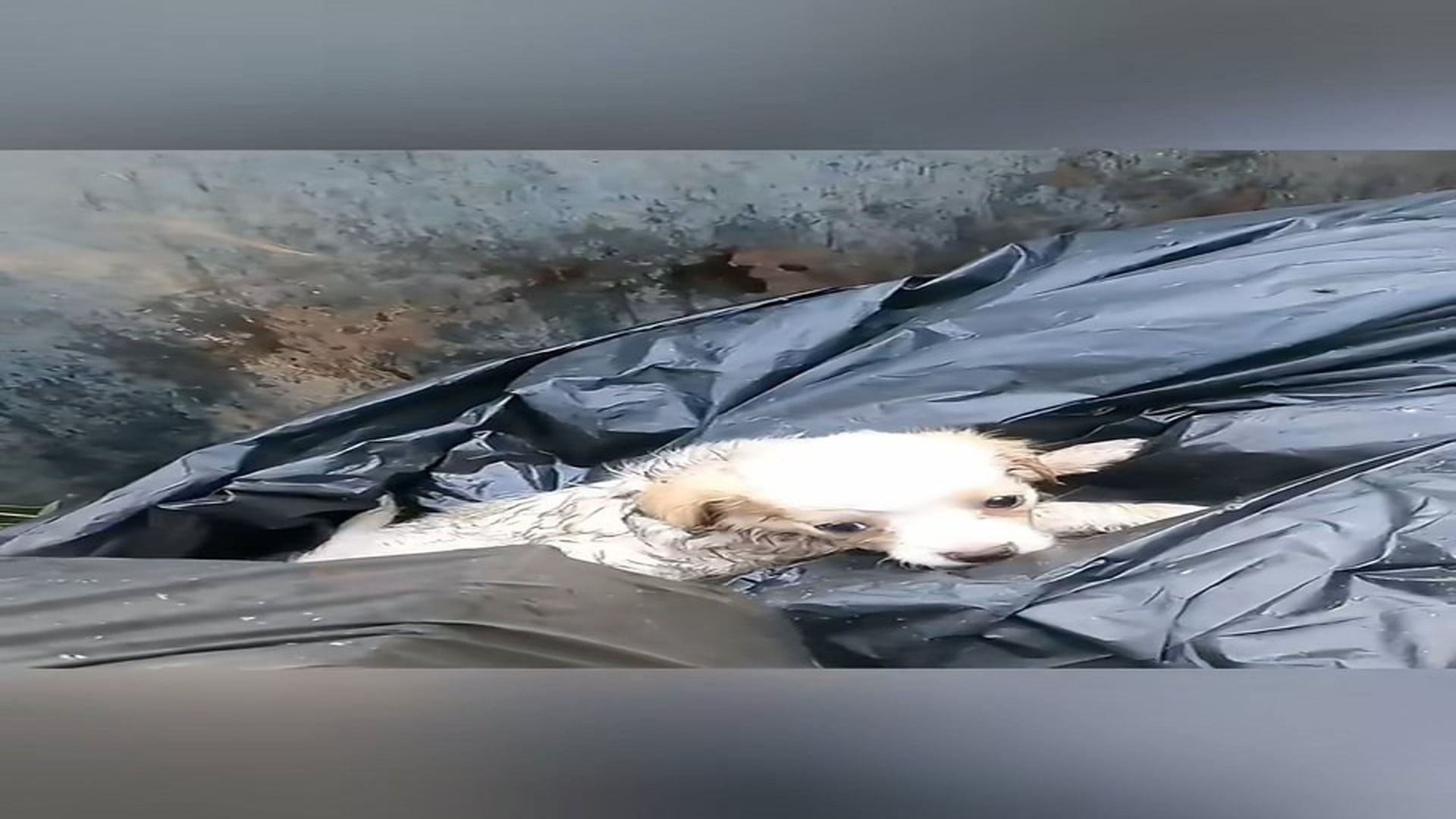 Full Video : N2506025_A Tiny Puppy Was Thrown Away Like Trash Until Someone Cared #RescueDog #Viral