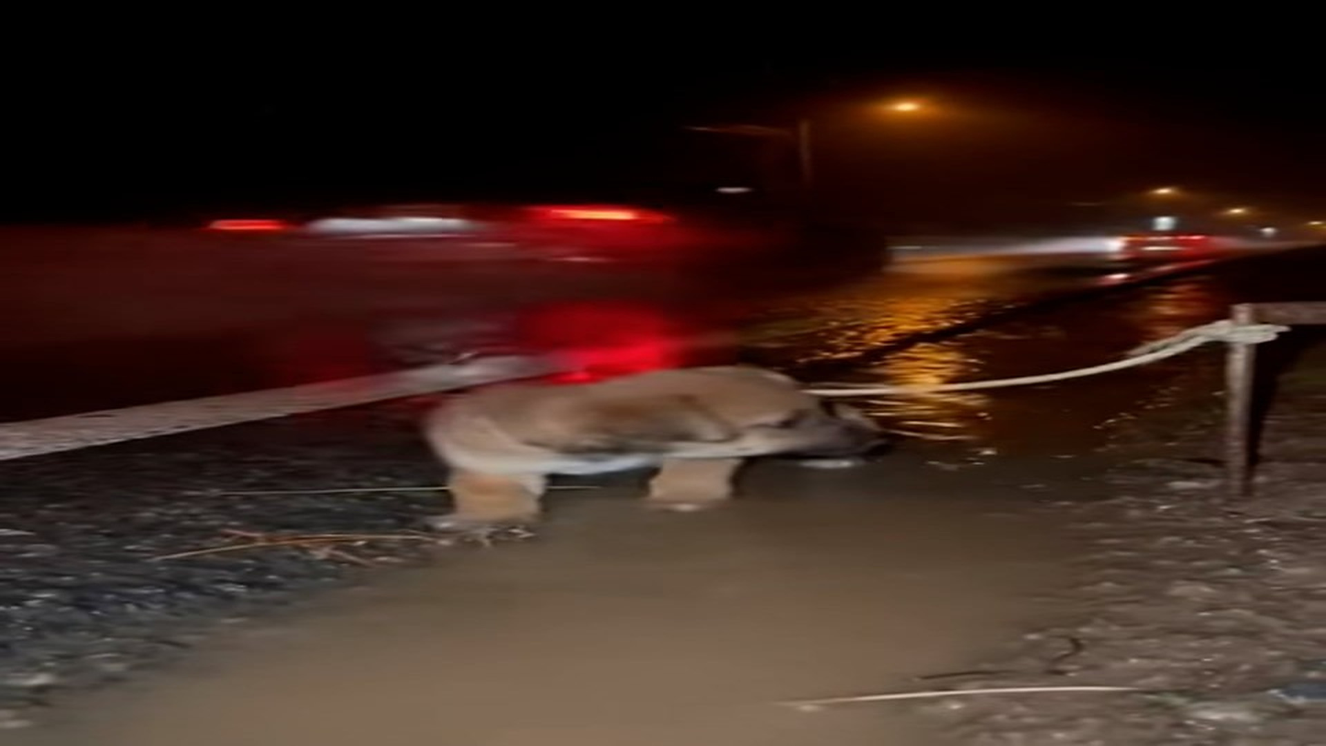 Full Video : N2506027_An Abandoned Puppy Trembled Alone In The Rain #RescueDog #Viral
