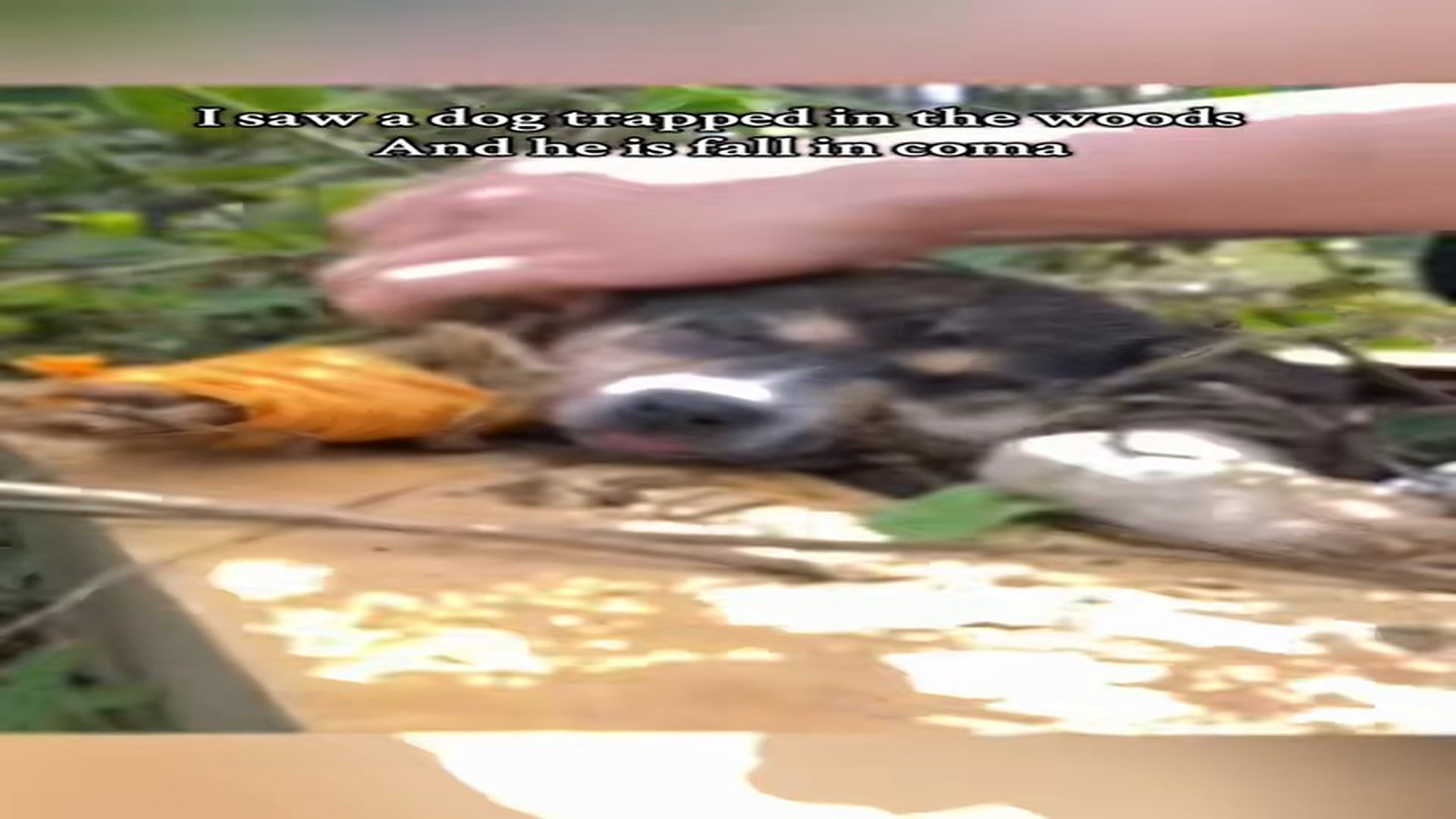 Full Video : N2506028_Would You Stop To Save This Crying Baby Dog #RescueDog #Viral