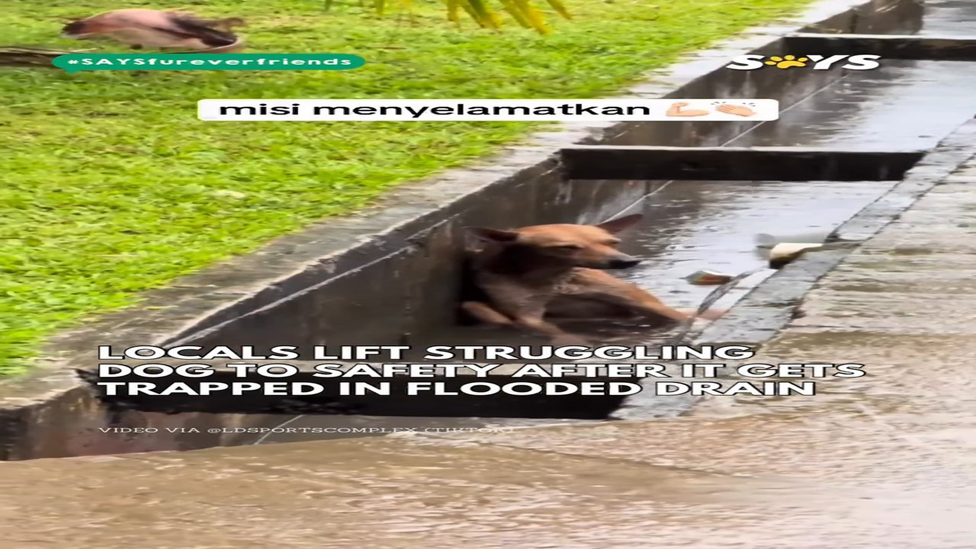 Full Video : N2506032_This Animal’s Struggle Shocked Everyone Who Saw It #RescueAnimals #Viral