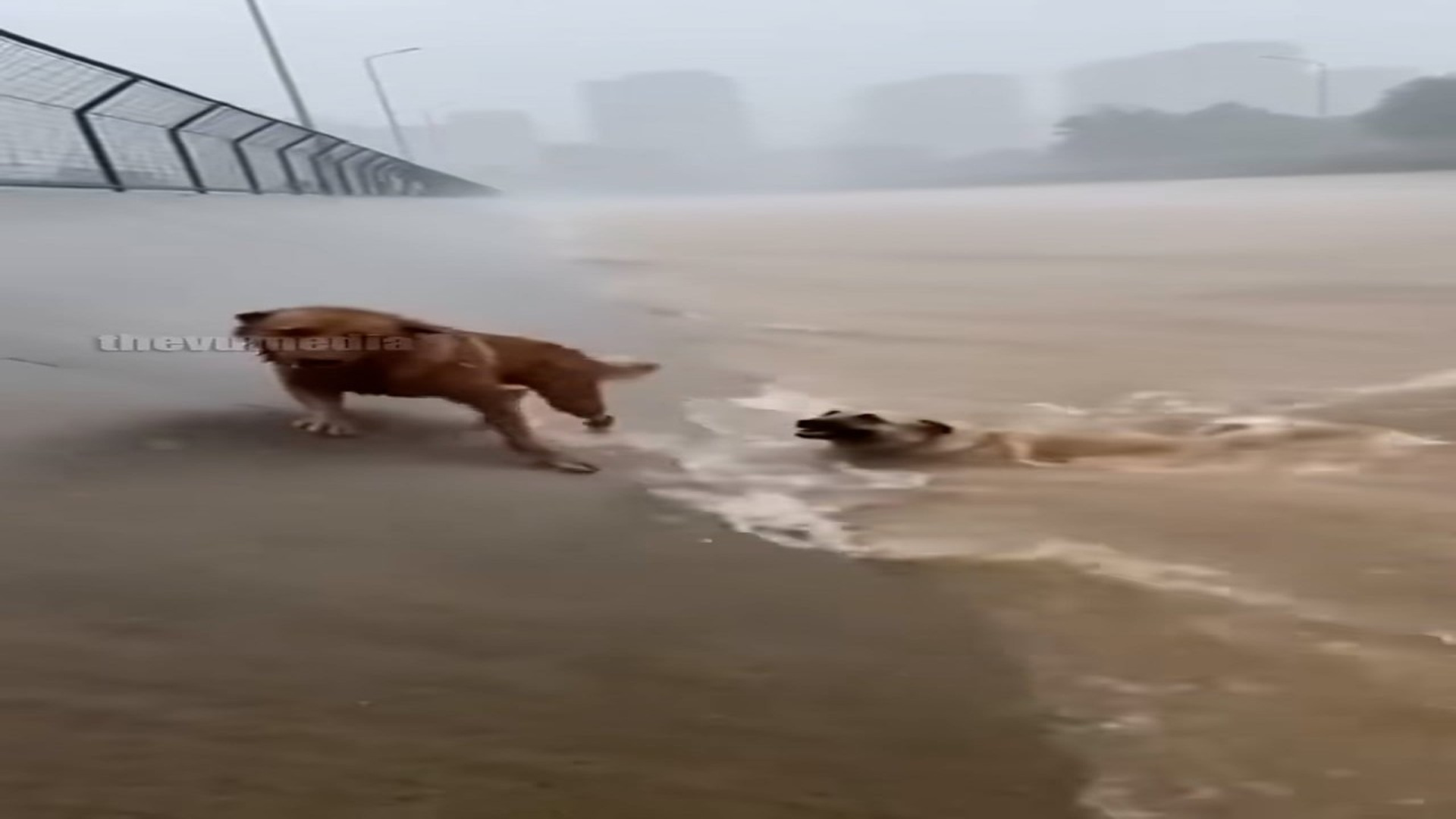 Full Video : N2906005_One Brave Dog Risked Everything To Save Another Life #AnimalHero #Amazing
