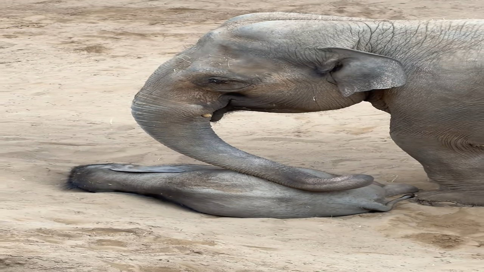 Full Video : N0107027_A Mother Elephant Never Left Her Baby's Side in Danger #Elephant #Heartwarming