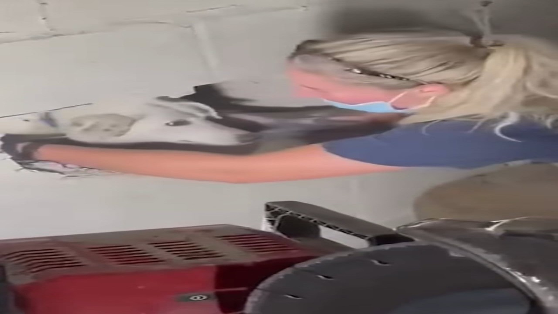 Full Video : N0207011_This Playful Dog Got Trapped Between Two Walls #DogLife #AnimalRescue #Shocking