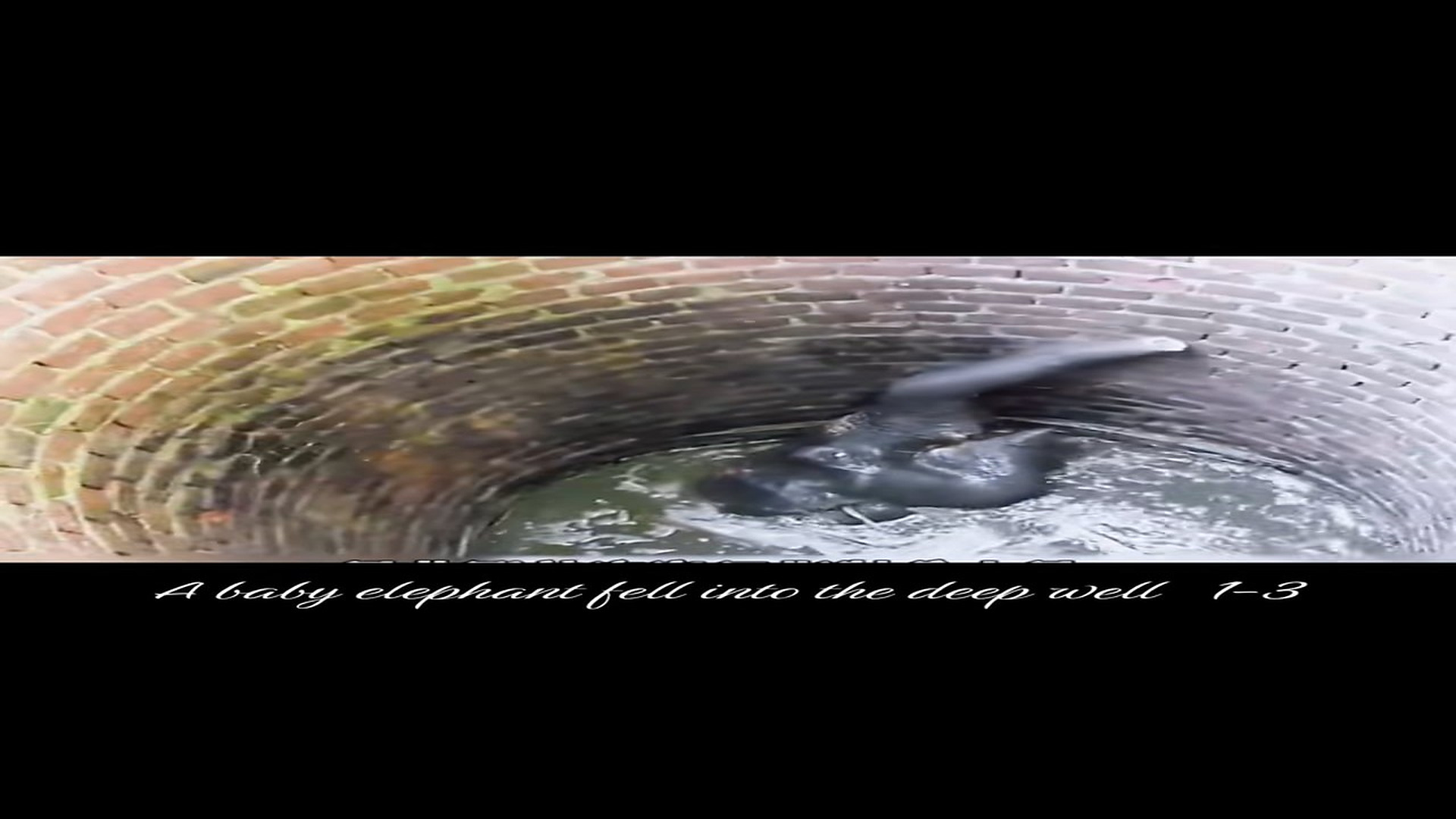 Full Video : N0307012_An Elephant Fell Into a Deep Well With No Way Out #ElephantRescue #Wildlife #Incredible