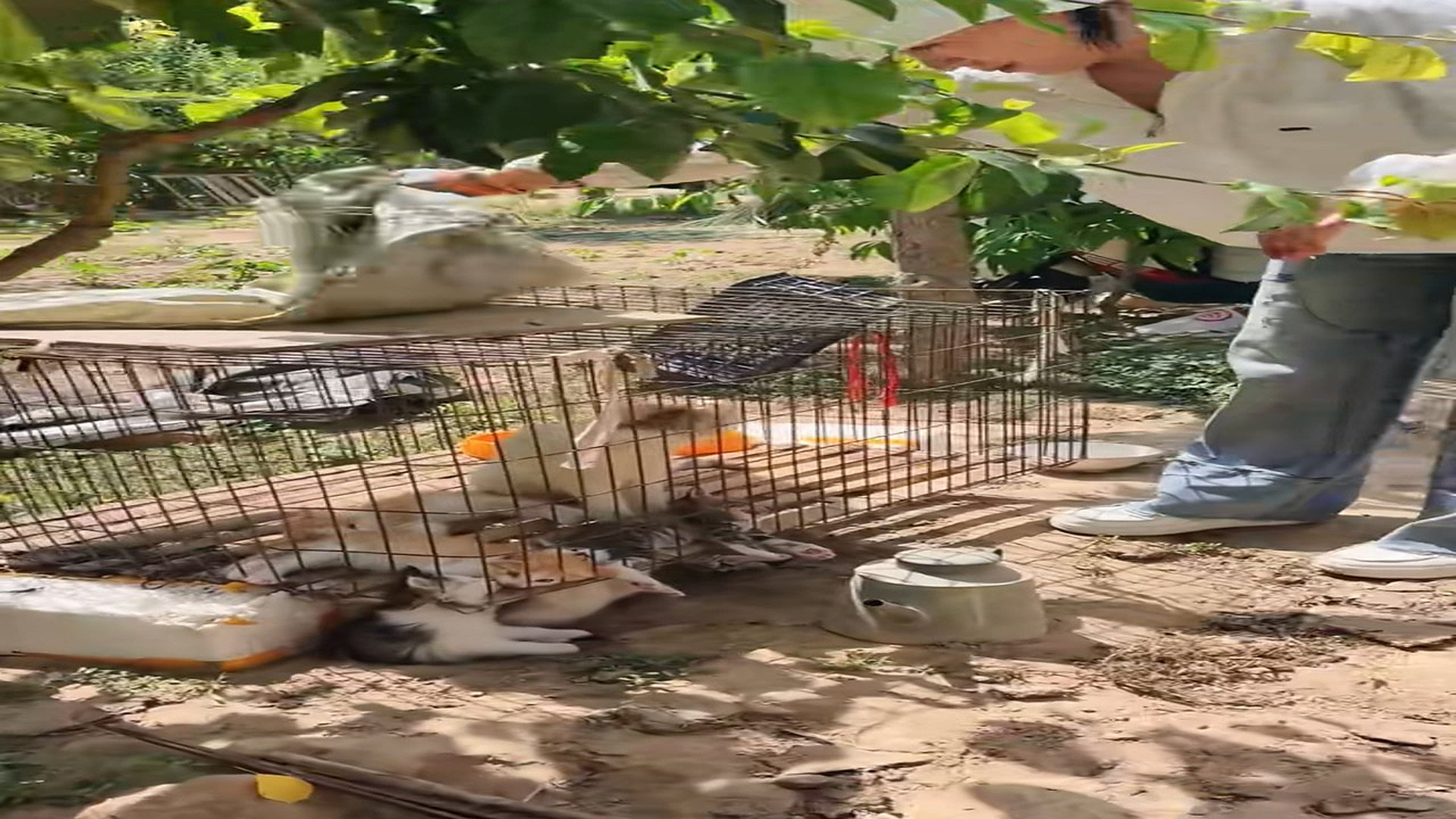 Full Video : N3006005_A Forgotten Kitten Waited Alone For Someone To Save It #AnimalRescue #ForYou