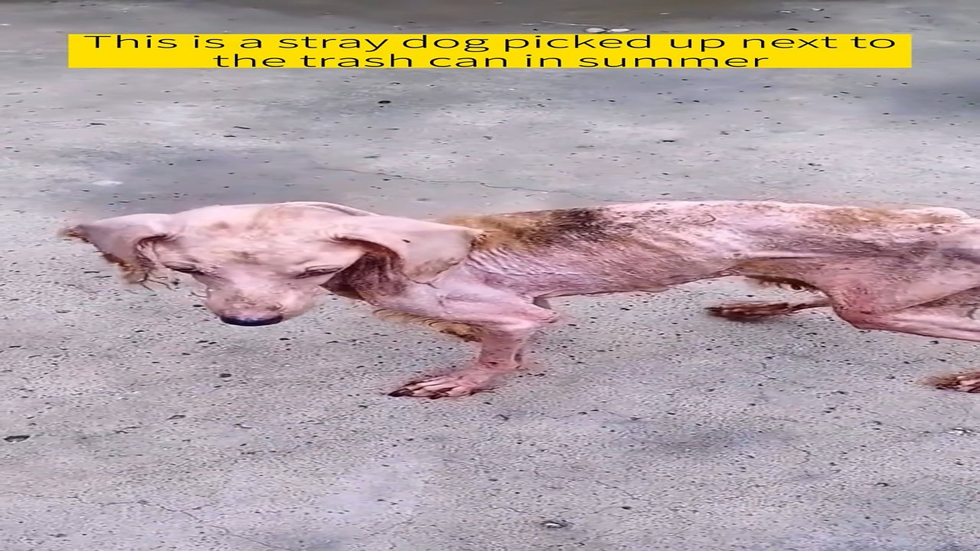 Full Video : N1007011_Abandoned Dog Found Beside a Trash Can Finally Gets Love #RescueDog #Kindness #HappyEnding