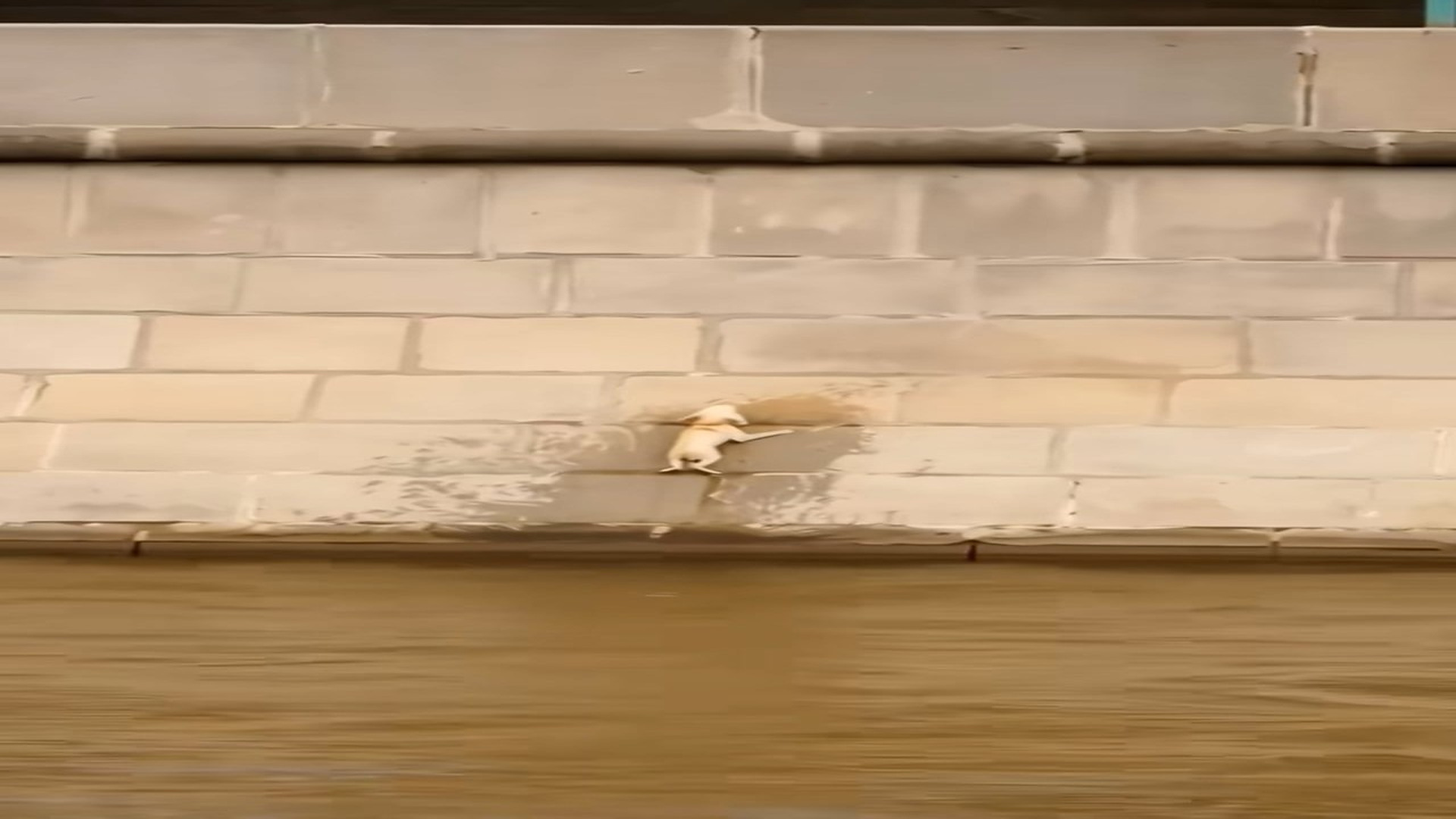 Full Video : N1007026_He Clung to the Canal Wall Until Someone Reached Out #RescueDog #Survival #Kindness