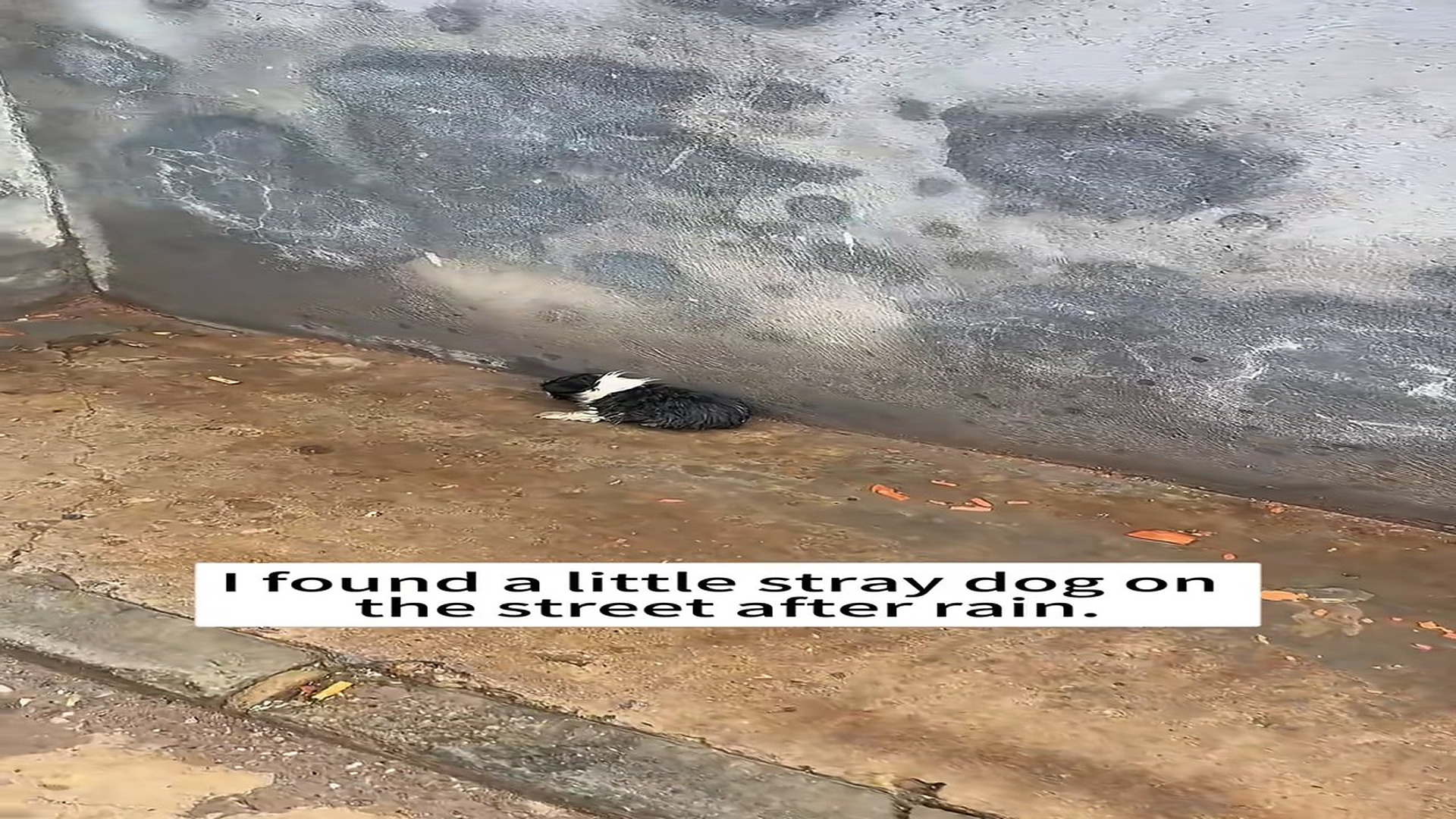 Full Video : N1407019_A Lonely Stray Puppy Finally Found a Forever Home #Puppy #DogRescue #HappyEnding