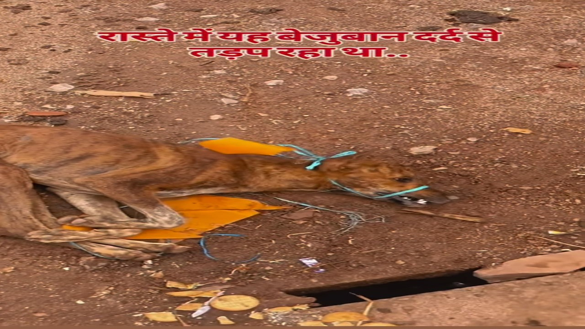 Full Video : N1607017_One Rescue Can Inspire Thousands Of Kind Hearts #Rescue #Animals #Hope