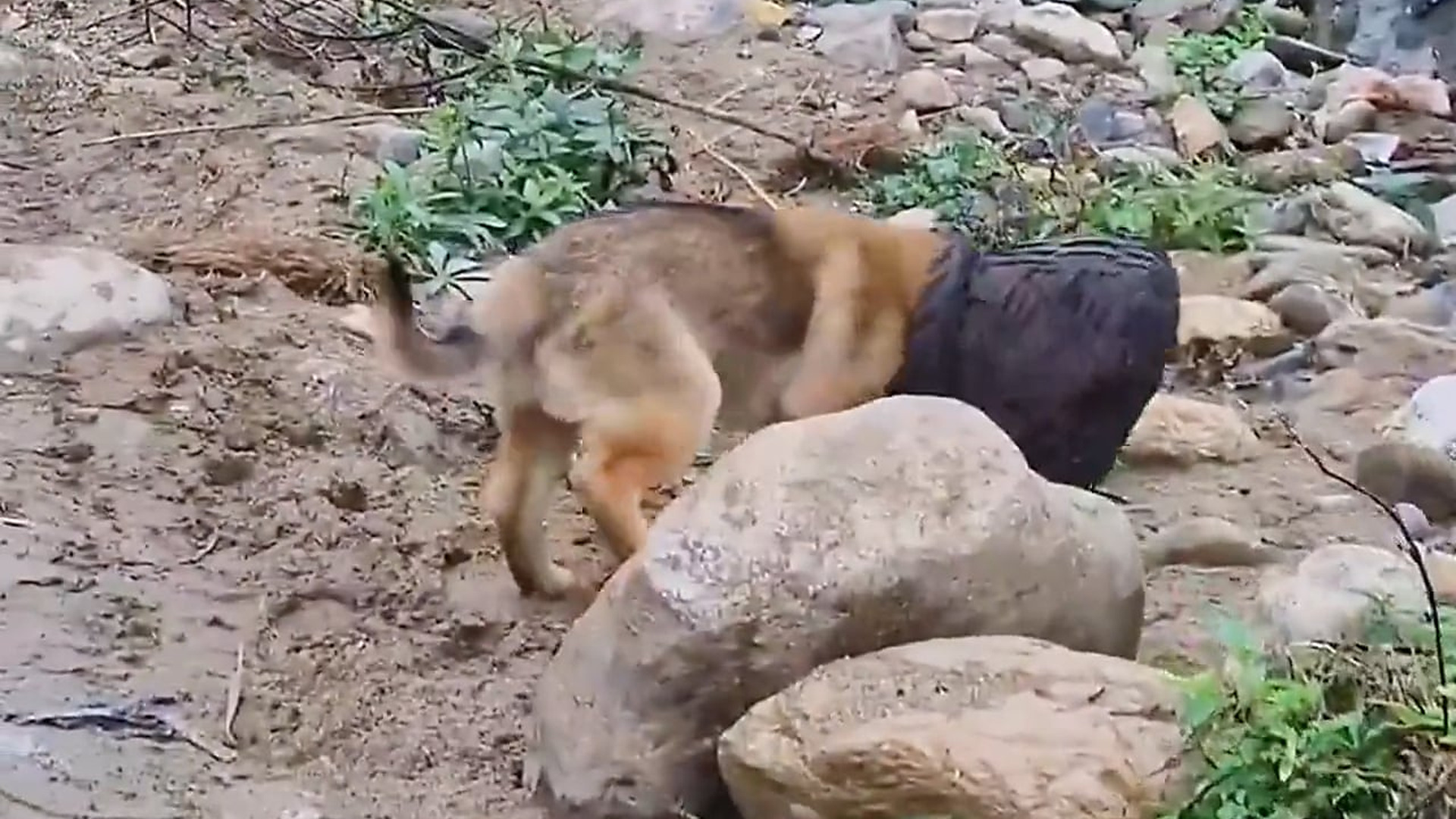 Full Video : N1507032_An Abused Dog Finally Met Someone Who Truly Cared #RescueDog #Compassion #Story