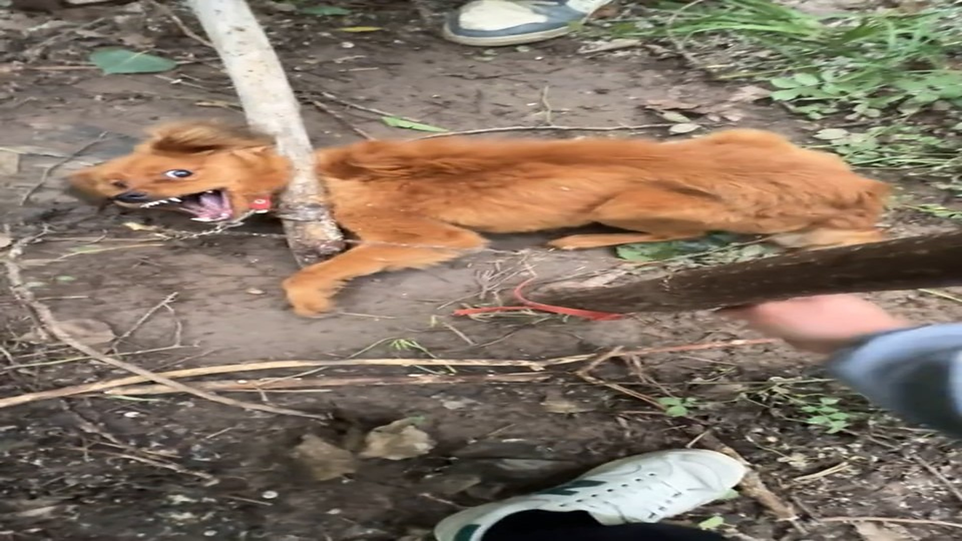 Full Video : N2007001_A Lonely Animal Finally Found The People Who Never Gave Up #AnimalRescue #Hope #Kindness