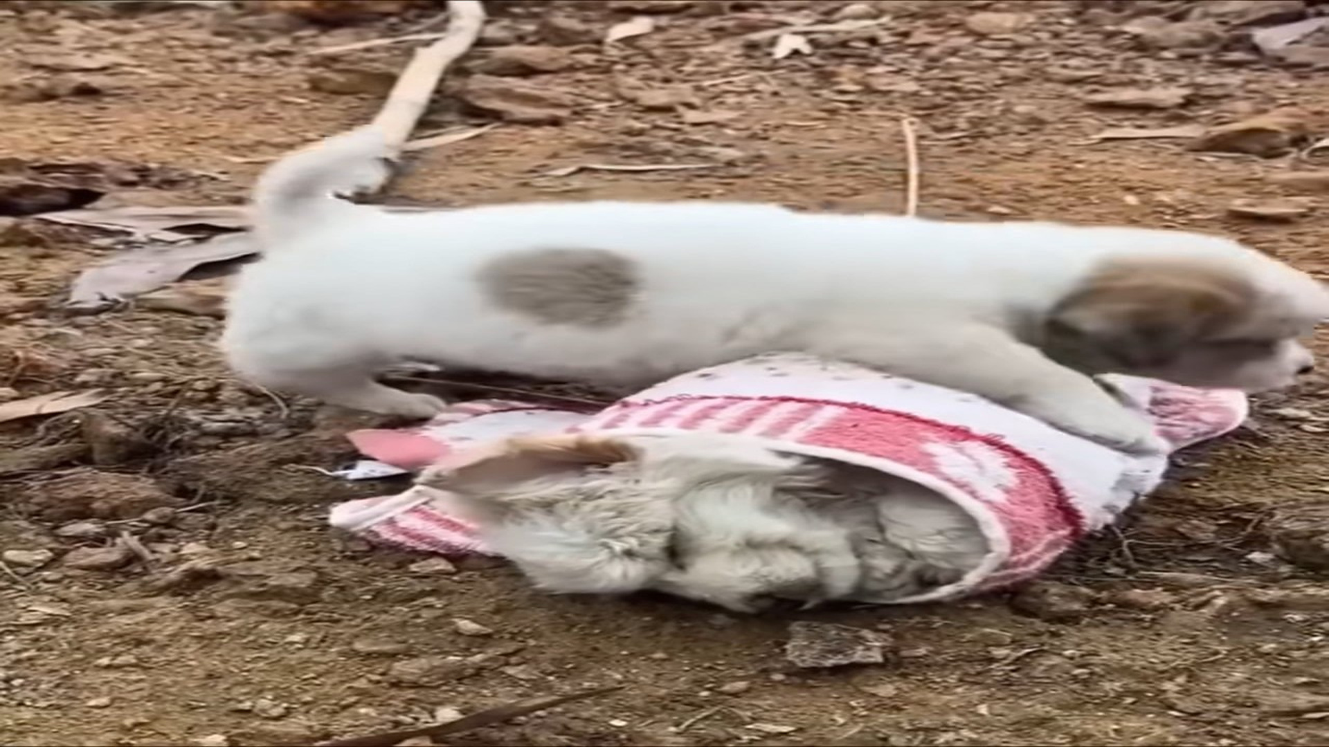 Full Video : N2007019_A Weak Dog Abandoned By The Road Finally Found Love #DogRescue #HappyEnding #Hope
