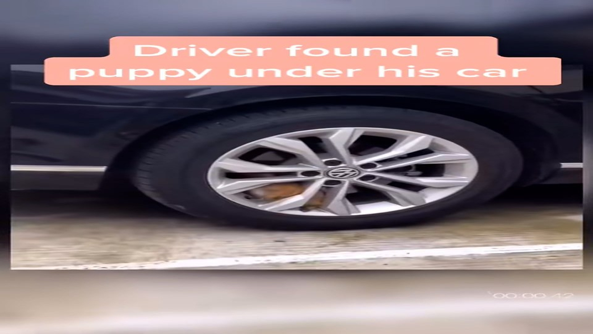 Full Video : N0308027_Every Small Act Of Kindness Saves A Life #AnimalRescue #Hope #Kindness