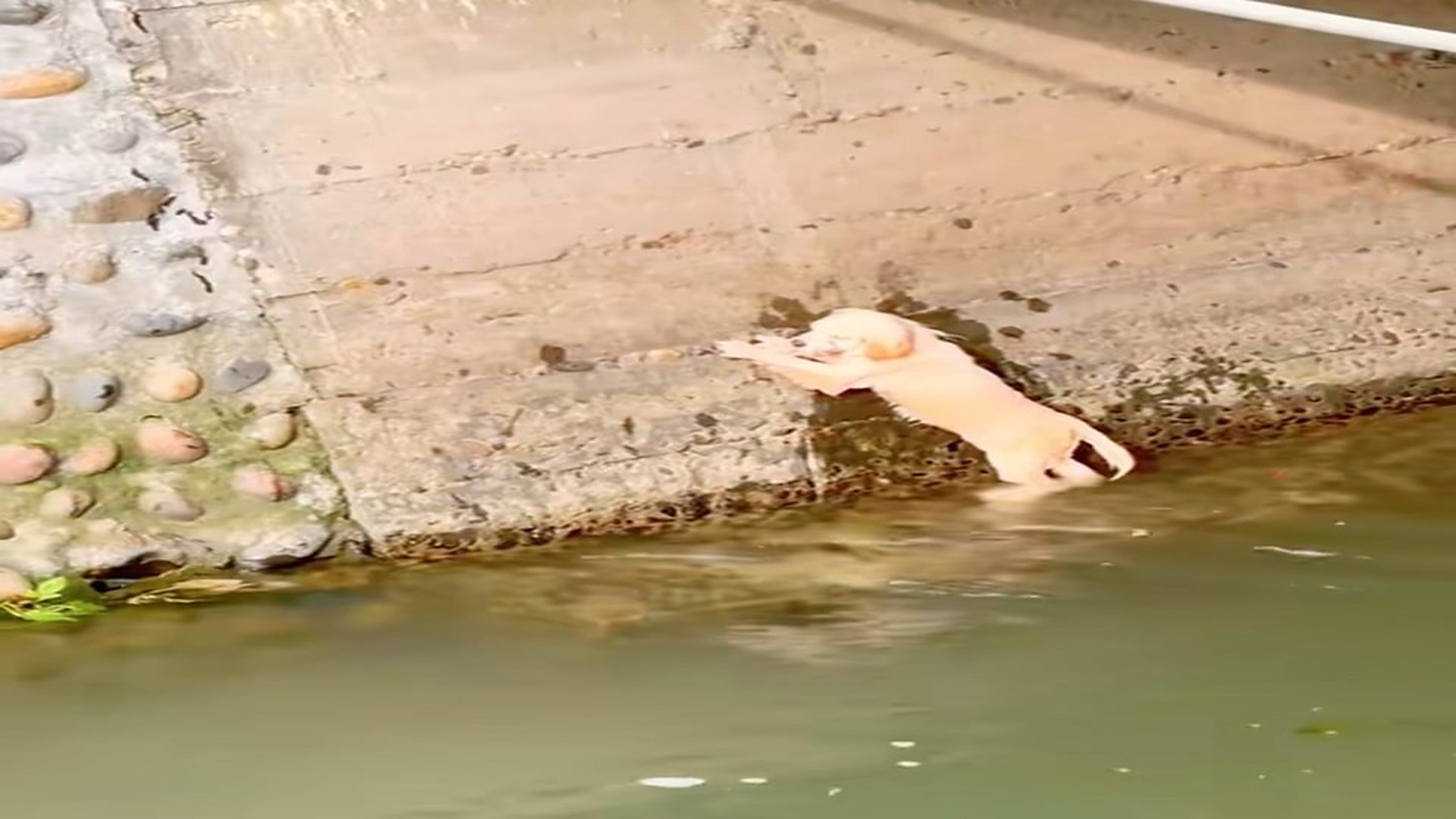 Full Video : N0308029_He Risked Everything To Save A Tiny Puppy #PuppyRescue #Hope #AnimalRescue