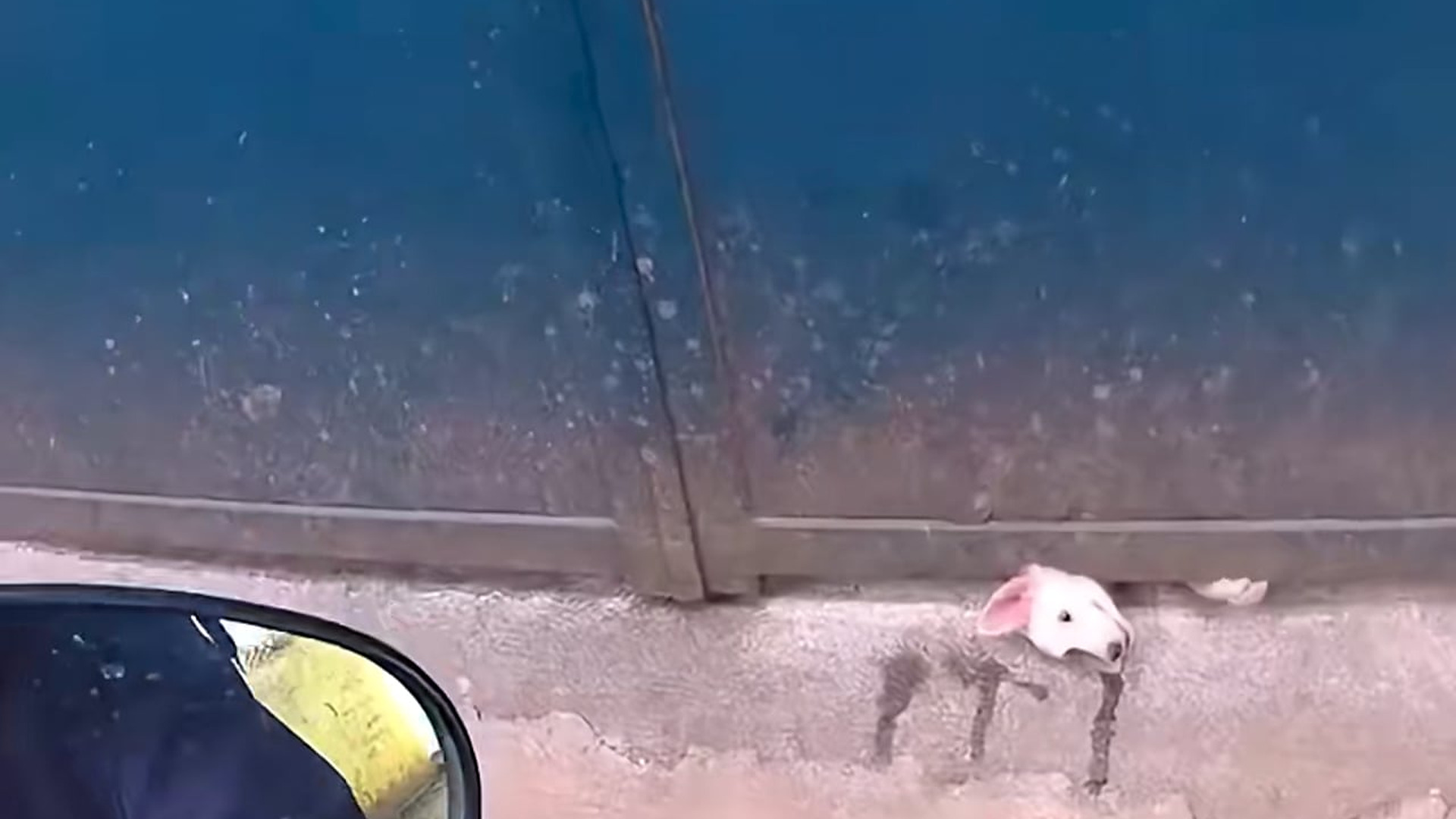 Full Video : N0308030_A Dog Was Finally Safe Again #RescueDog #Hope #Kindness