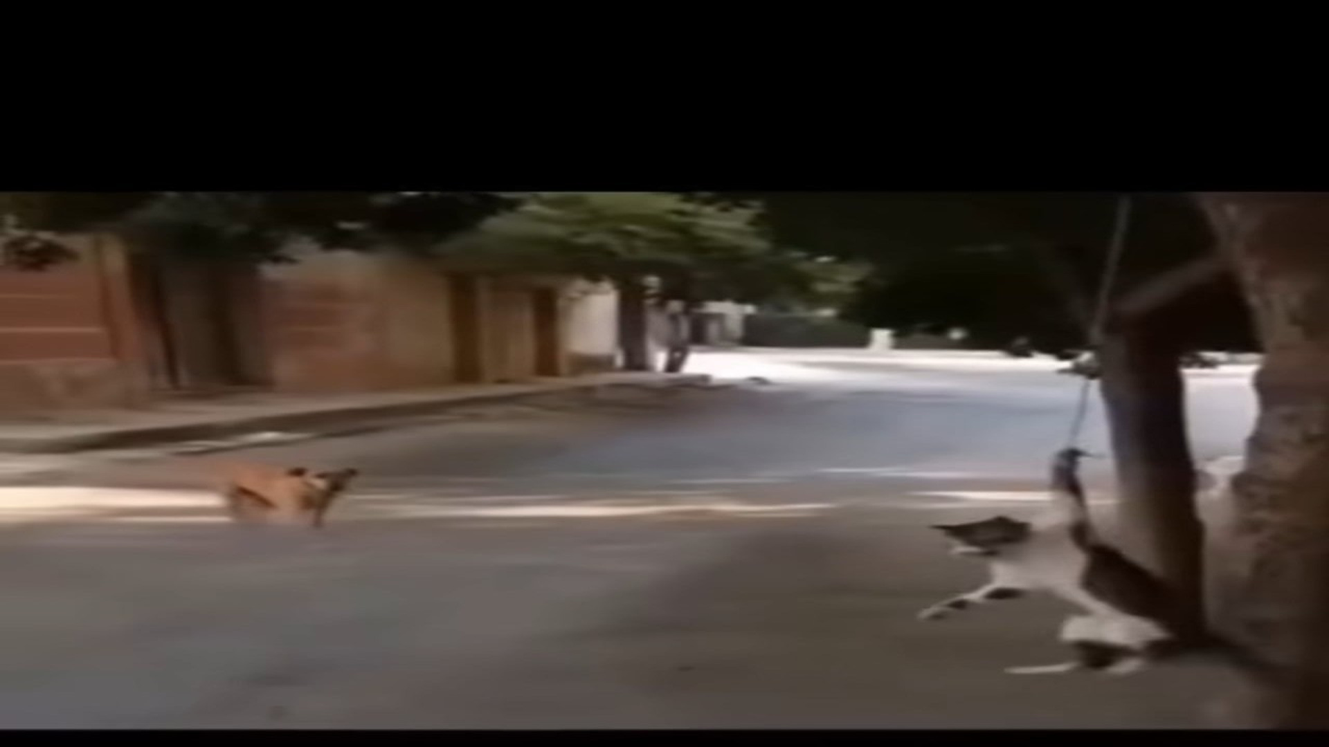 Full Video : N2107002_A Loyal Dog Risked Everything To Save A Trapped Cat #Dog #Cat #Hero