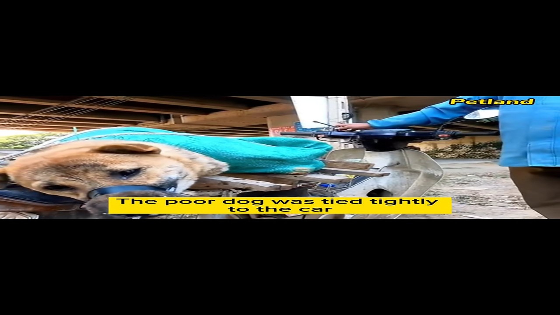 Full Video : N0805007_A Lucky Dog Was Rescued Just In Time #RescueDog #SecondChance #Hope