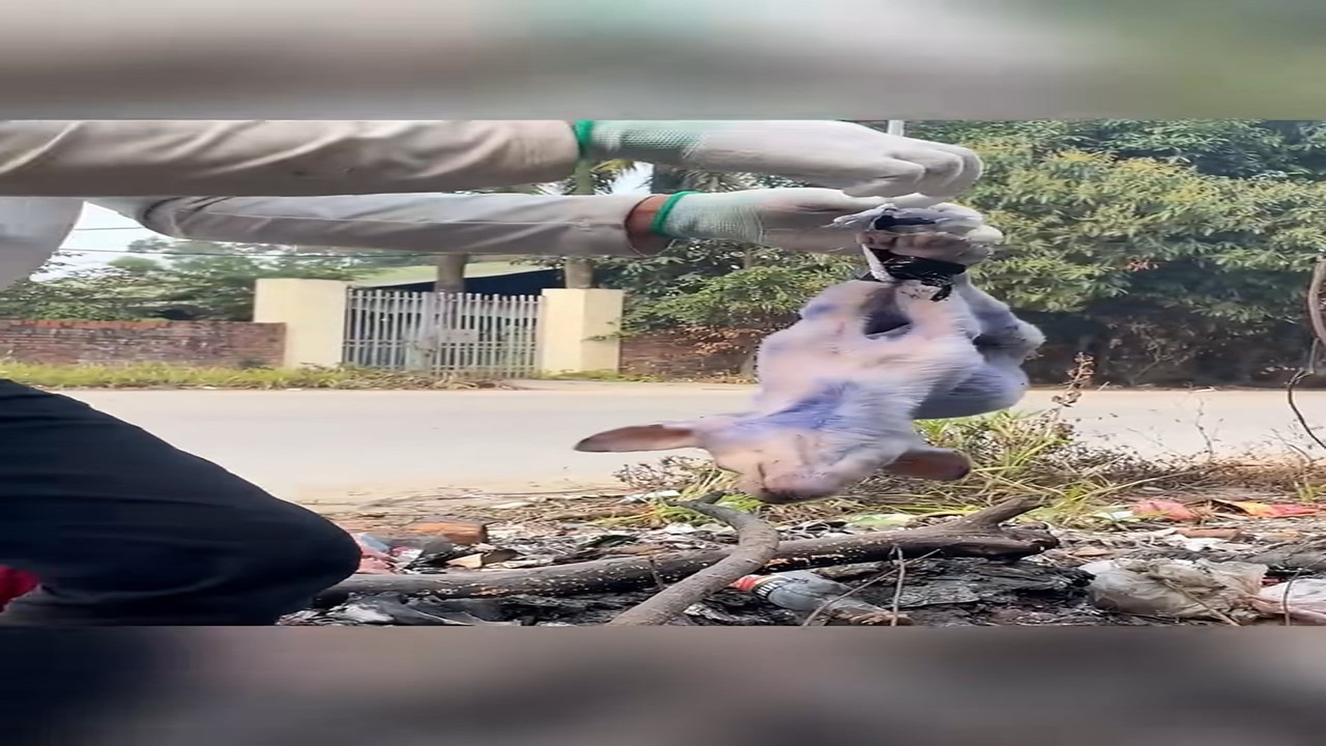 Full Video : N0805004_A Brave Puppy Finally Found Safety #RescueDog #AnimalRescue #Hope