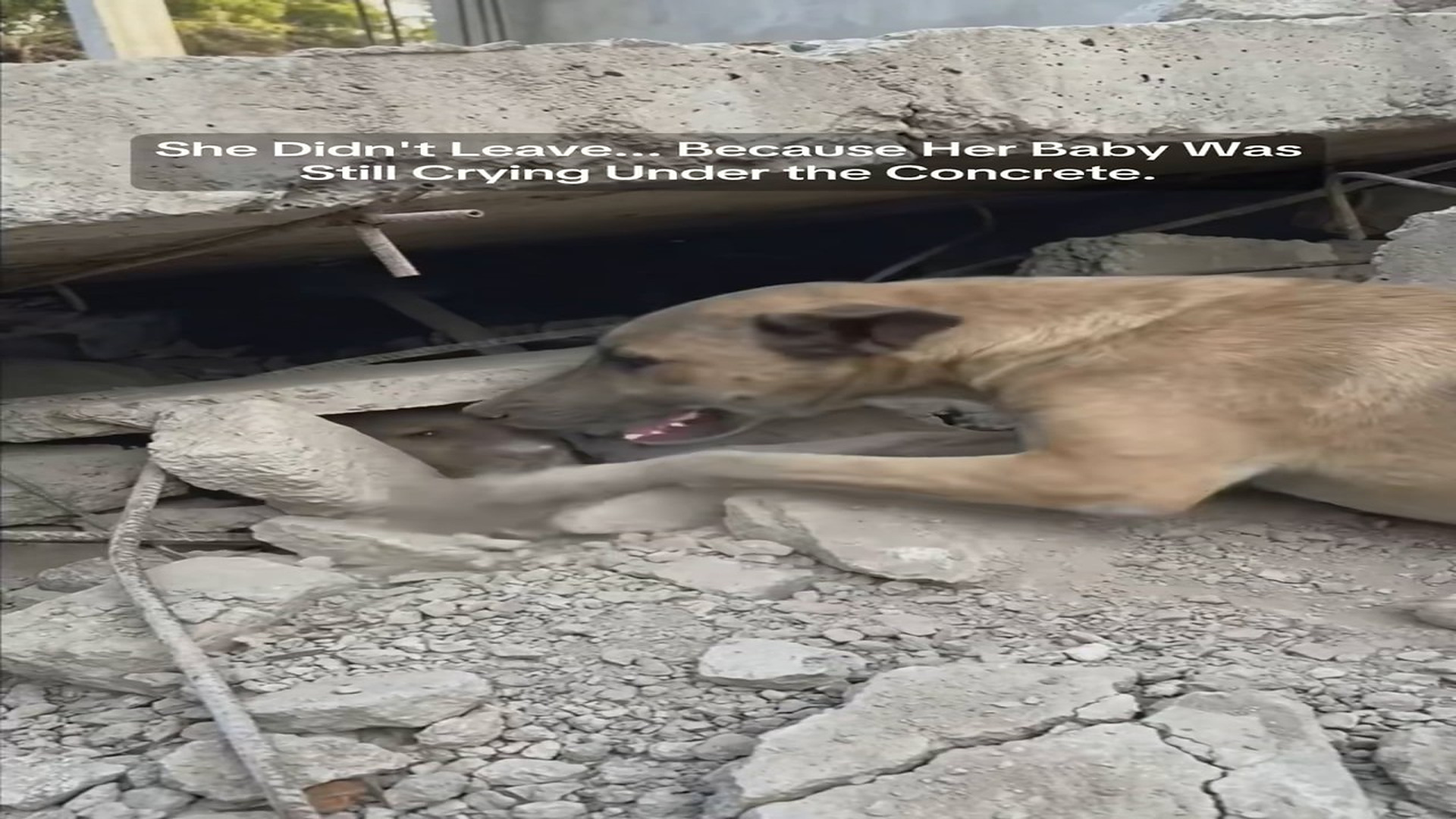 Full Video : N1008035_A Dog Finally Escaped Years Of Living Inside A Tiny Cage #DogRescue #SecondChance #Freedom