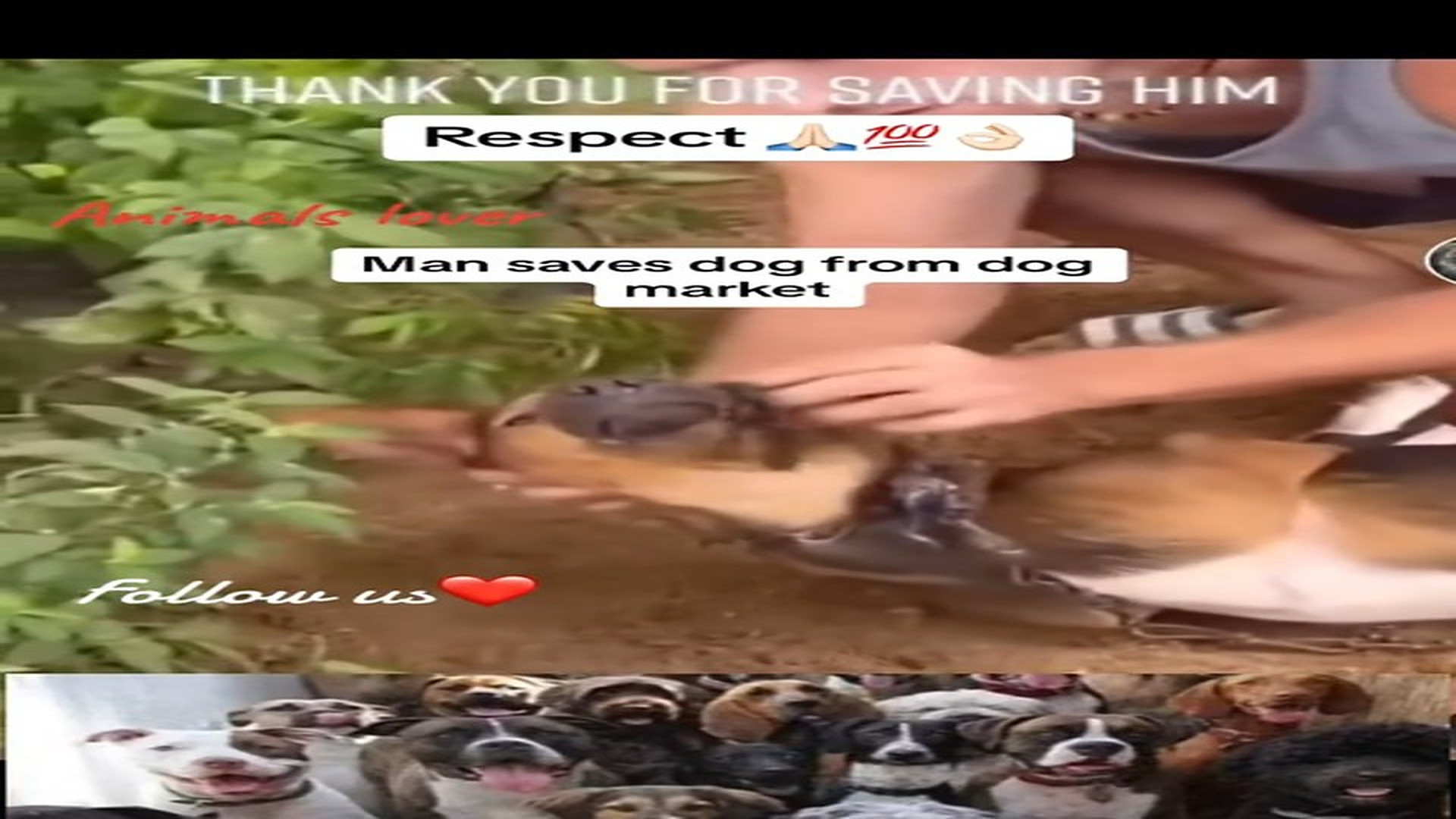Full Video : N1208004_A Dog In Need Found Someone Who Refused To Walk Away #DogRescue #Kindness #AnimalRescue