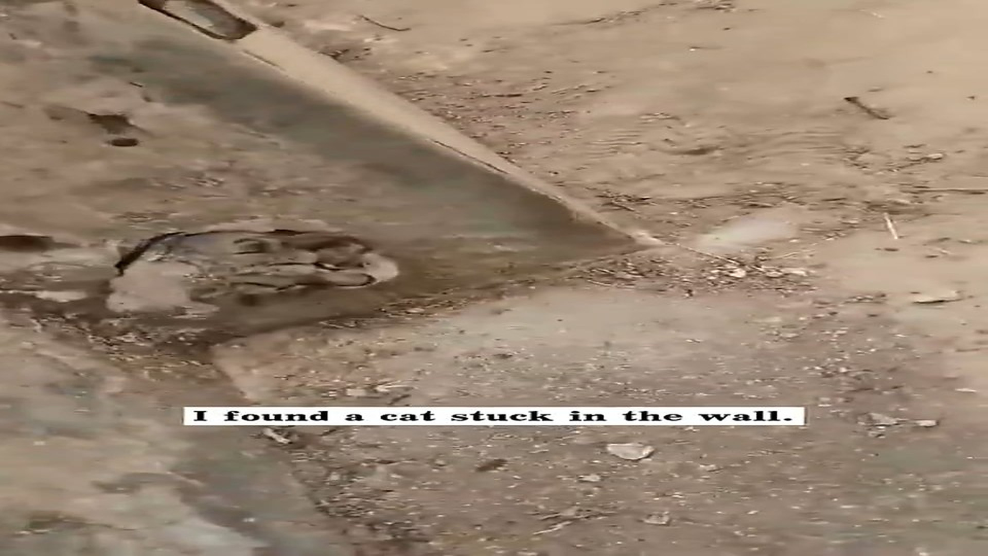 Full Video : N1108011_A Cat Was Trapped Inside A Wall And Couldn’t Get Out #CatRescue #AnimalRescue #Hope